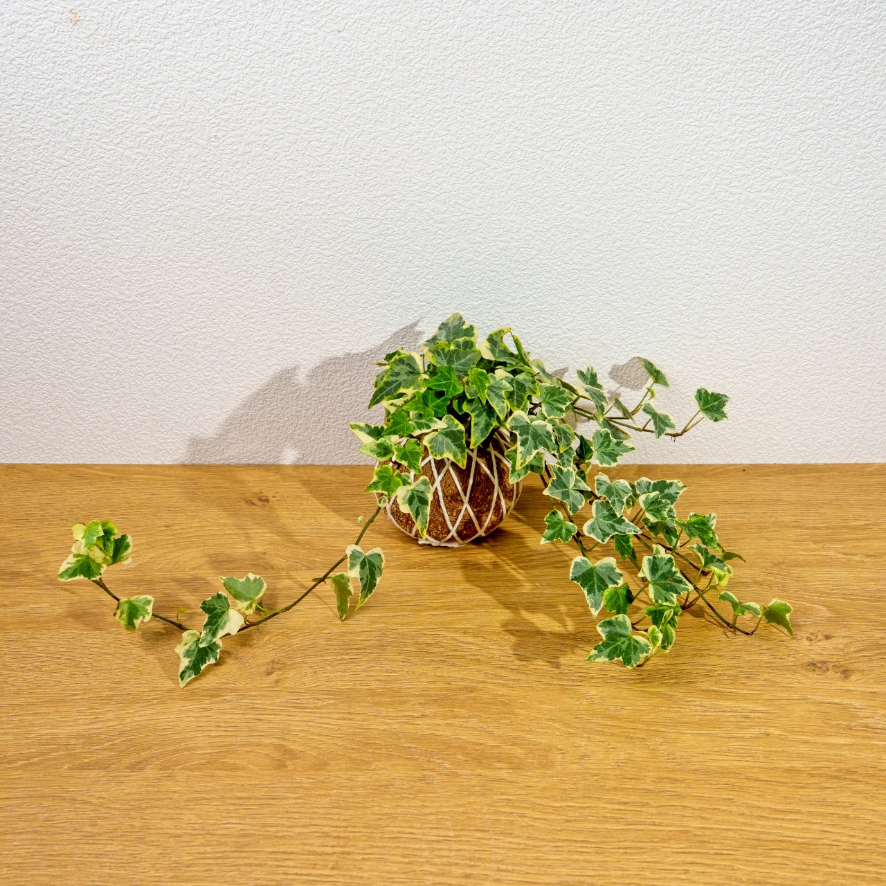 苔球植物 常春藤苔球 苔玉 禮物 送禮 桌上盆栽