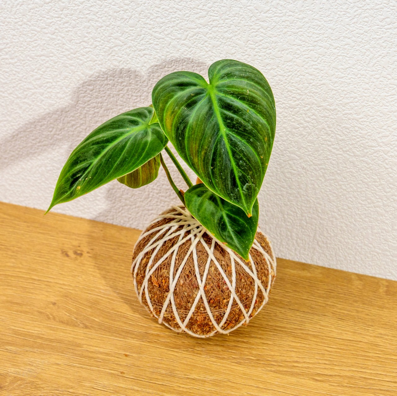 苔球植物 巧克力蔓綠絨苔球 苔玉 禮物 送禮 桌上盆栽