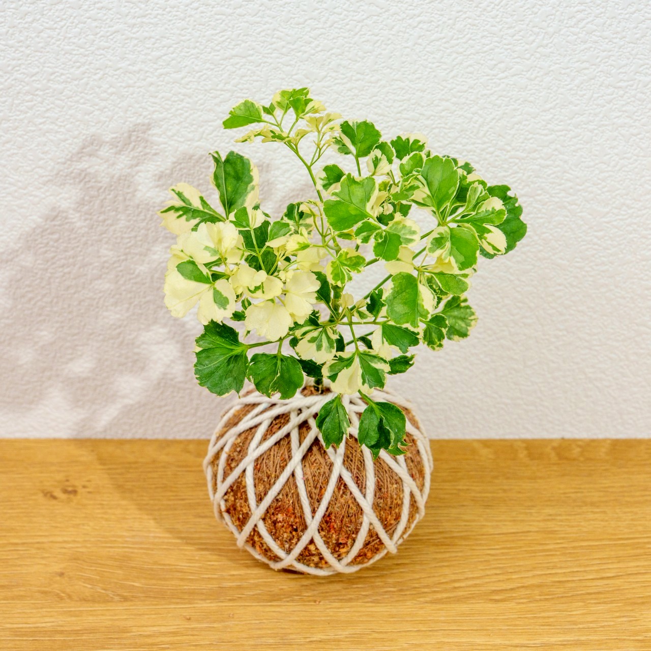 苔球植物 花葉福祿桐苔球 苔玉 禮物 送禮 桌上盆栽