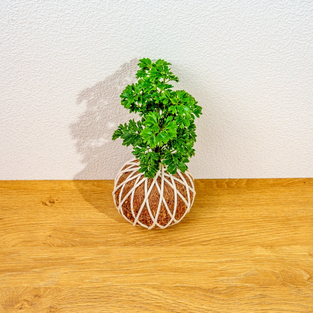 苔球植物 羽葉福祿桐苔球 苔玉 禮物 送禮 桌上盆栽