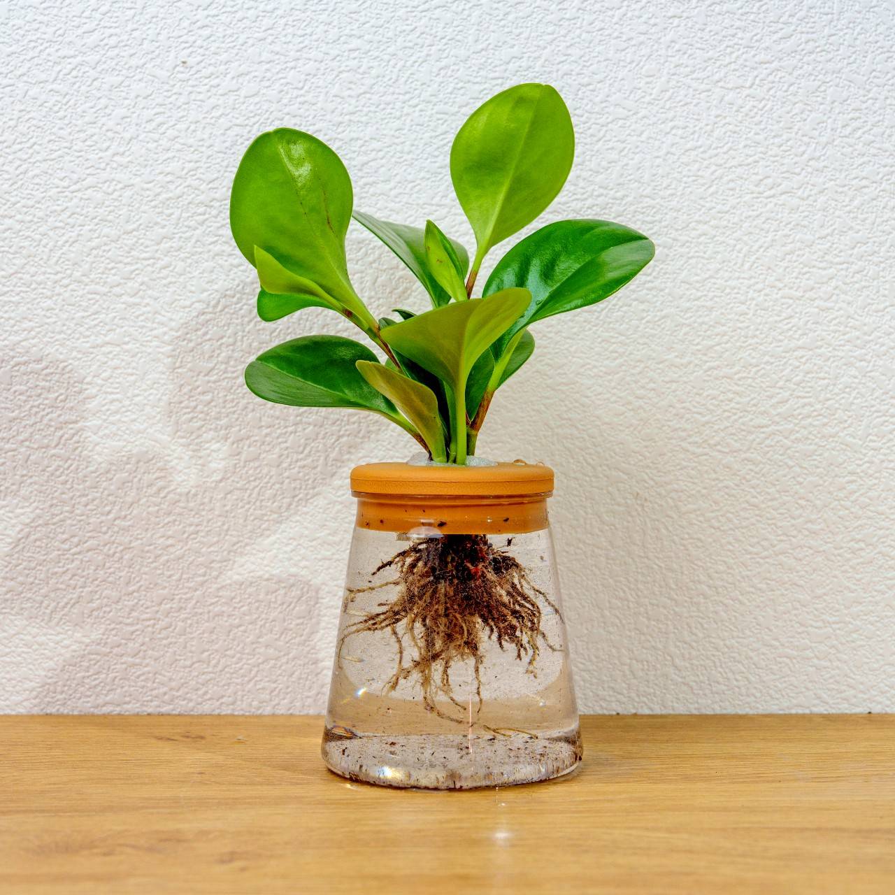 圓葉椒草 三角水耕盆栽 室內植物 觀葉植物 禮物 水培 辦公室小物 水耕盆栽