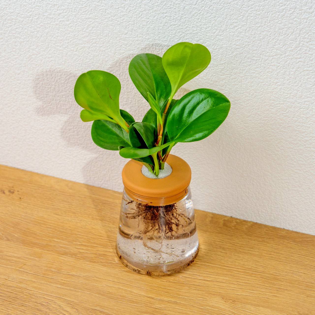 圓葉椒草 三角水耕盆栽 室內植物 觀葉植物 禮物 水培 辦公室小物 水耕盆栽