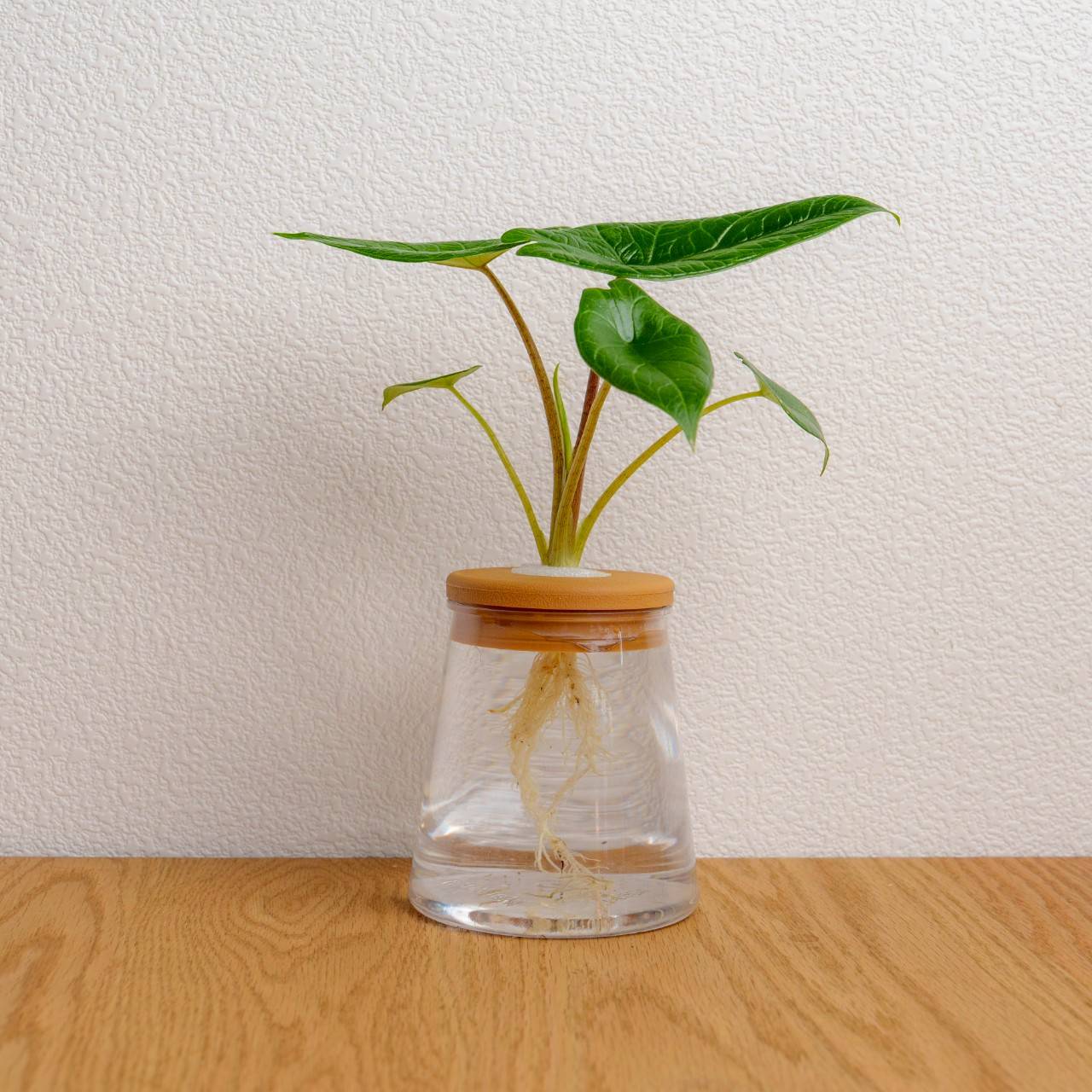 甲骨文觀音蓮 三角水耕盆栽 室內植物 觀葉植物 禮物 水培 辦公室小物 水耕盆栽