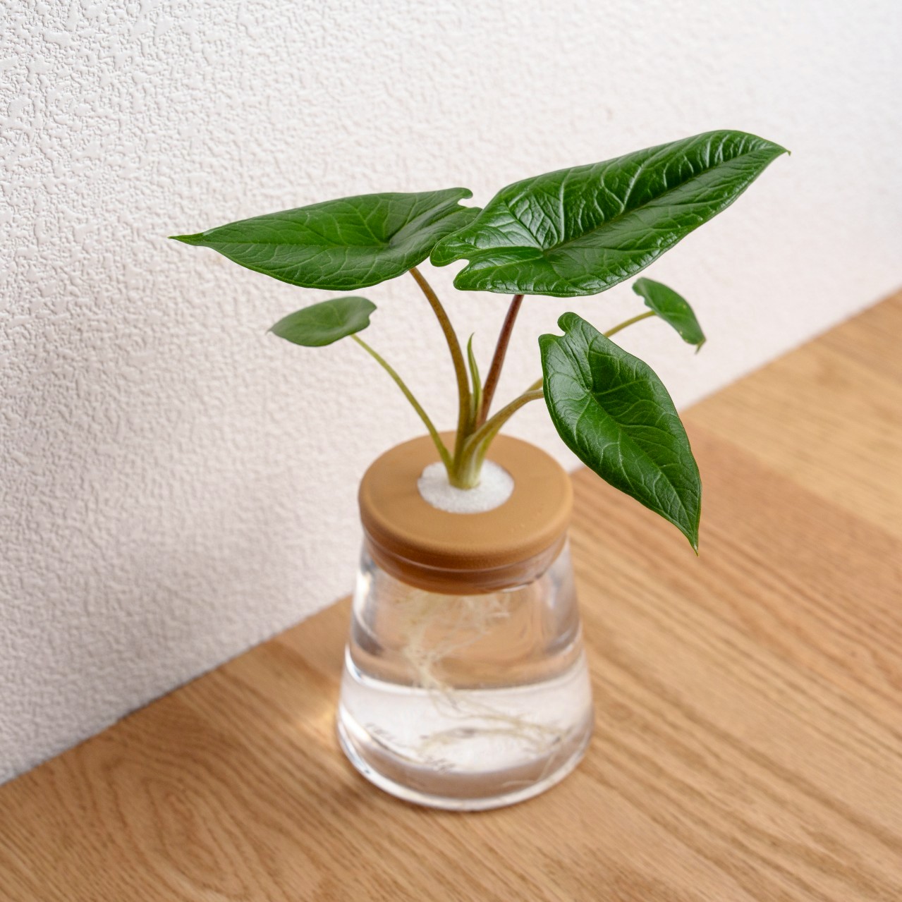 甲骨文觀音蓮 三角水耕盆栽 室內植物 觀葉植物 禮物 水培 辦公室小物 水耕盆栽