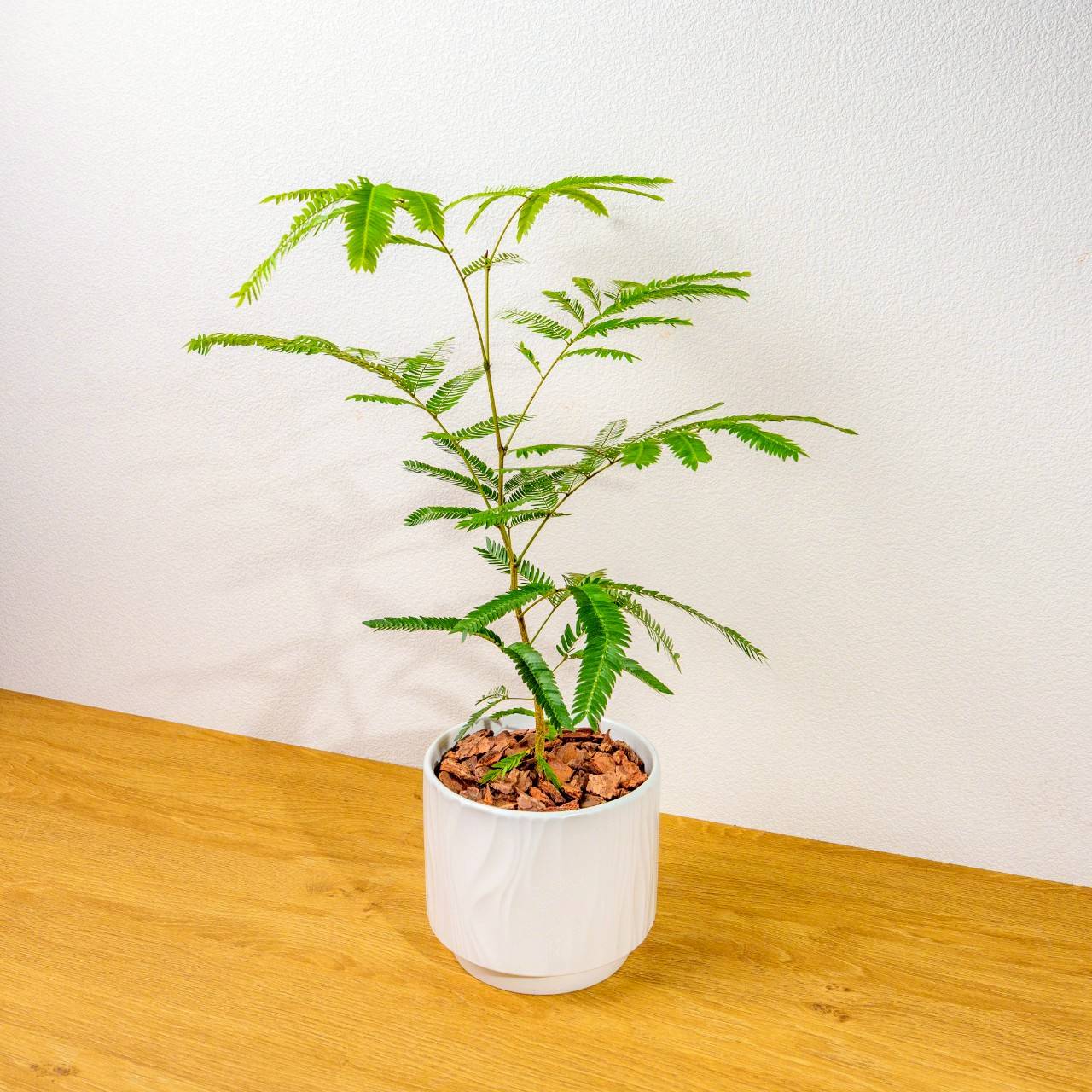 小豆樹 流線白陶盆栽 開幕盆栽推薦 桌上盆栽 送禮