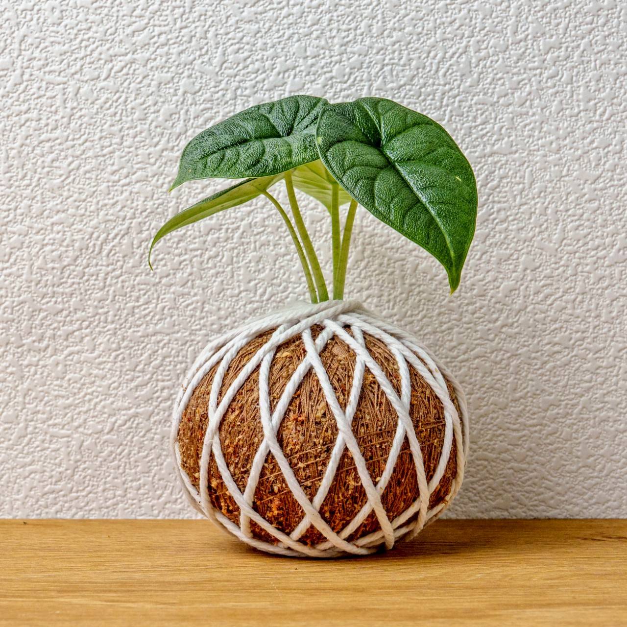 苔球植物 犀牛皮觀音蓮苔球 苔玉 禮物 送禮 桌上盆栽