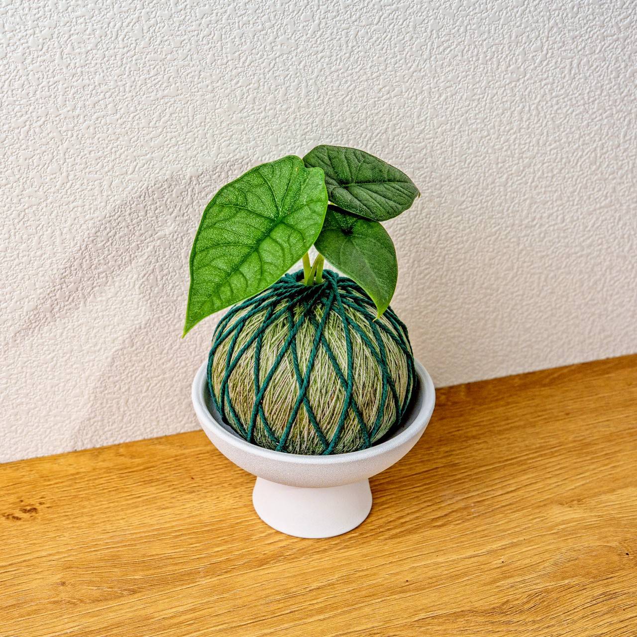 苔球植物 犀牛皮觀音蓮墨綠苔球加磨砂高腳缽 苔球 苔玉 禮物 送禮 桌上盆栽
