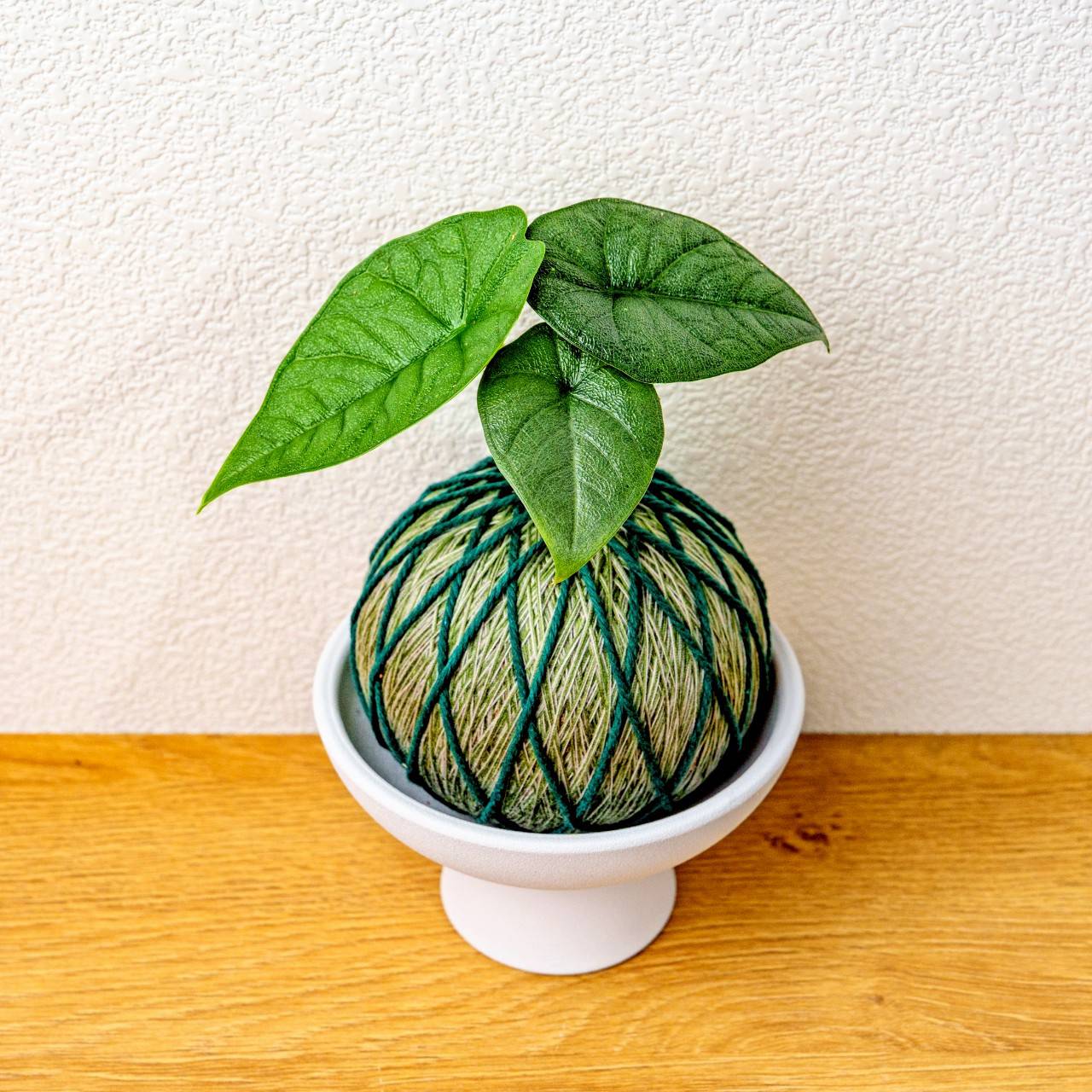 苔球植物 犀牛皮觀音蓮墨綠苔球加磨砂高腳缽 苔球 苔玉 禮物 送禮 桌上盆栽