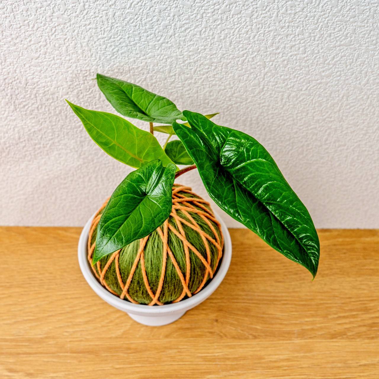 苔球植物 甲骨文觀音蓮墨綠苔球加磨砂高腳缽 苔球 苔玉 禮物 送禮 桌上盆栽