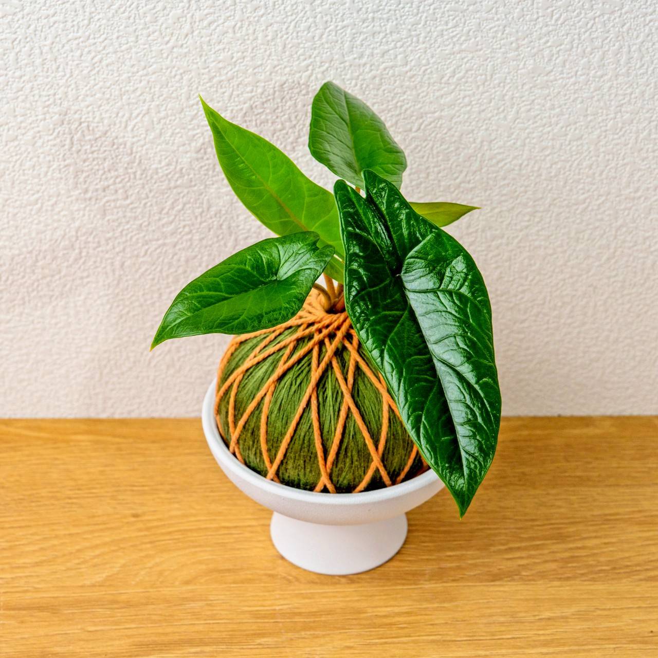 苔球植物 甲骨文觀音蓮墨綠苔球加磨砂高腳缽 苔球 苔玉 禮物 送禮 桌上盆栽