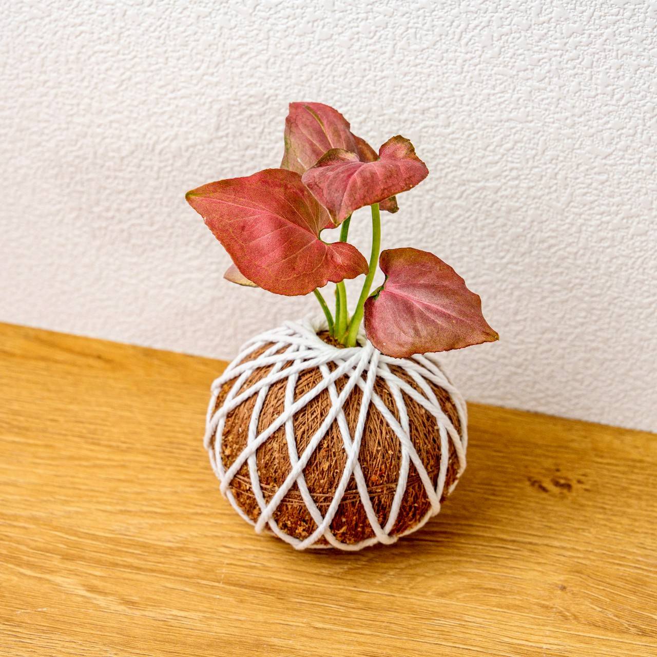 苔球植物 紅蘋果合果芋苔球 苔玉 禮物 送禮 桌上盆栽
