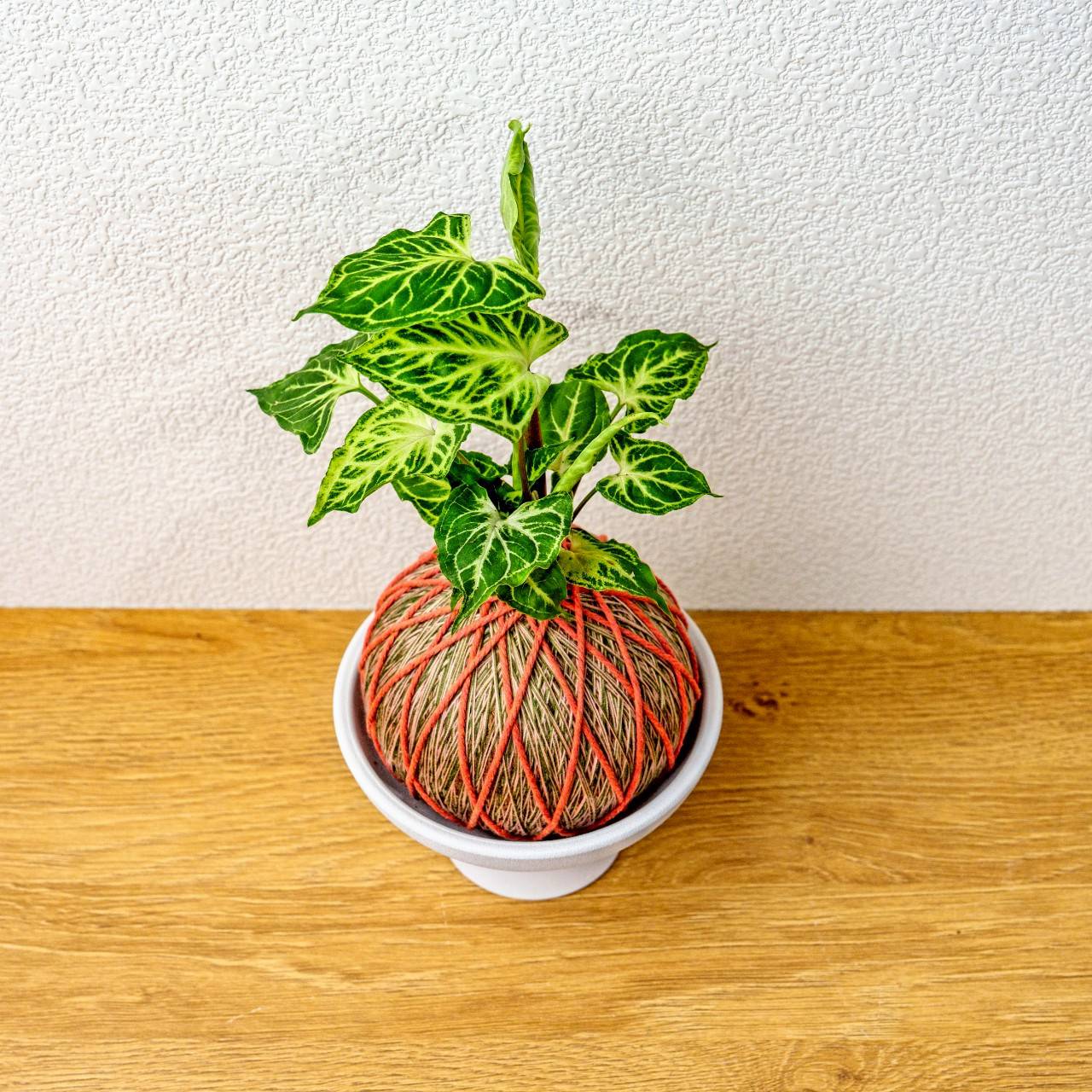 苔球植物 蠟染合果芋橘綠苔球加磨砂高腳缽 苔球 苔玉 禮物 送禮 桌上盆栽