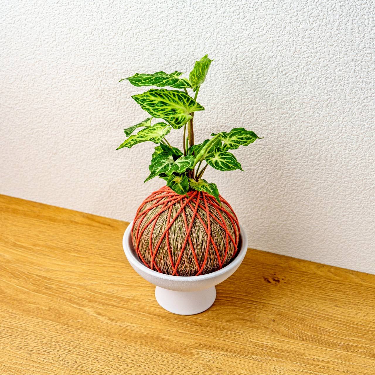 苔球植物 蠟染合果芋橘綠苔球加磨砂高腳缽 苔球 苔玉 禮物 送禮 桌上盆栽
