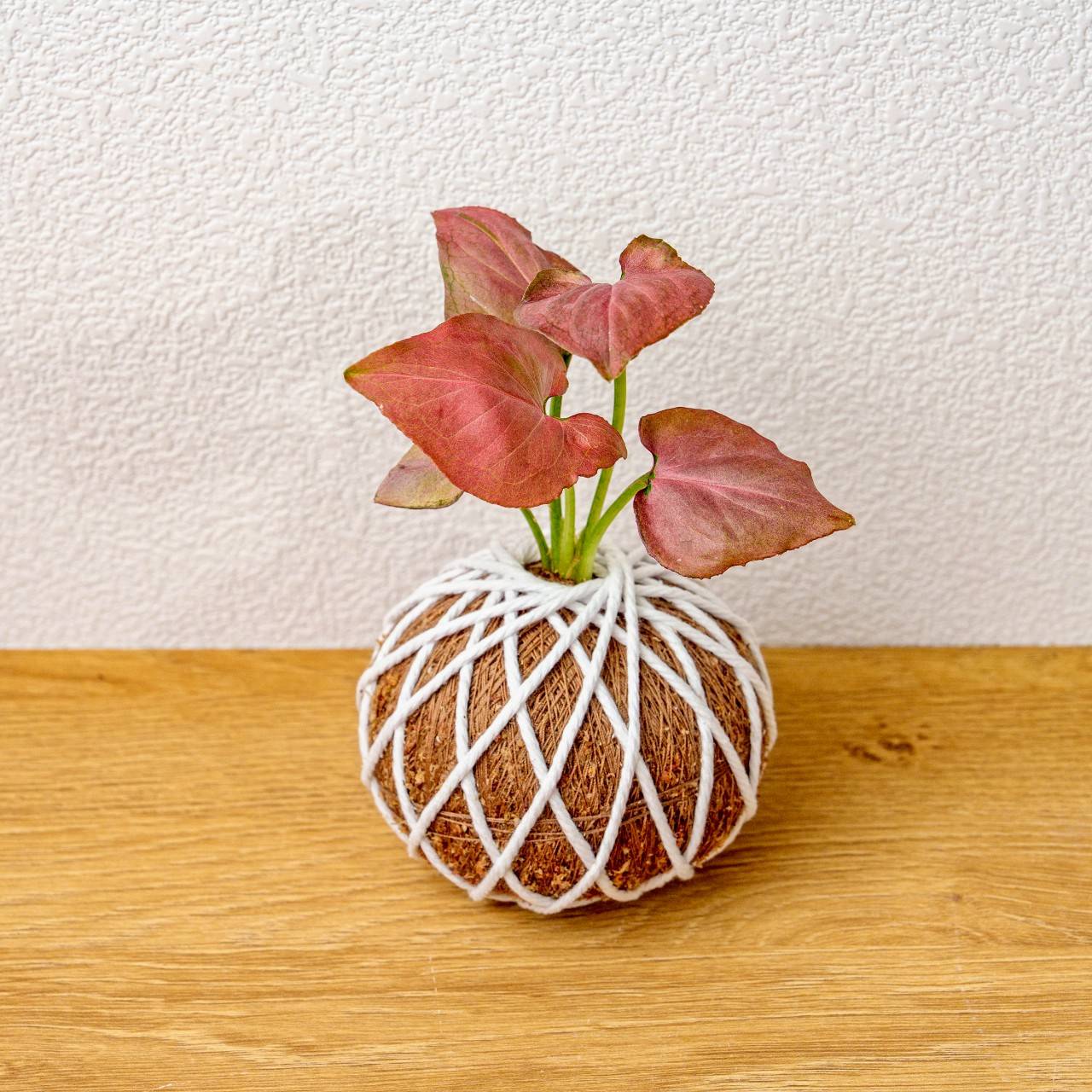 苔球植物 紅蘋果合果芋苔球 苔玉 禮物 送禮 桌上盆栽