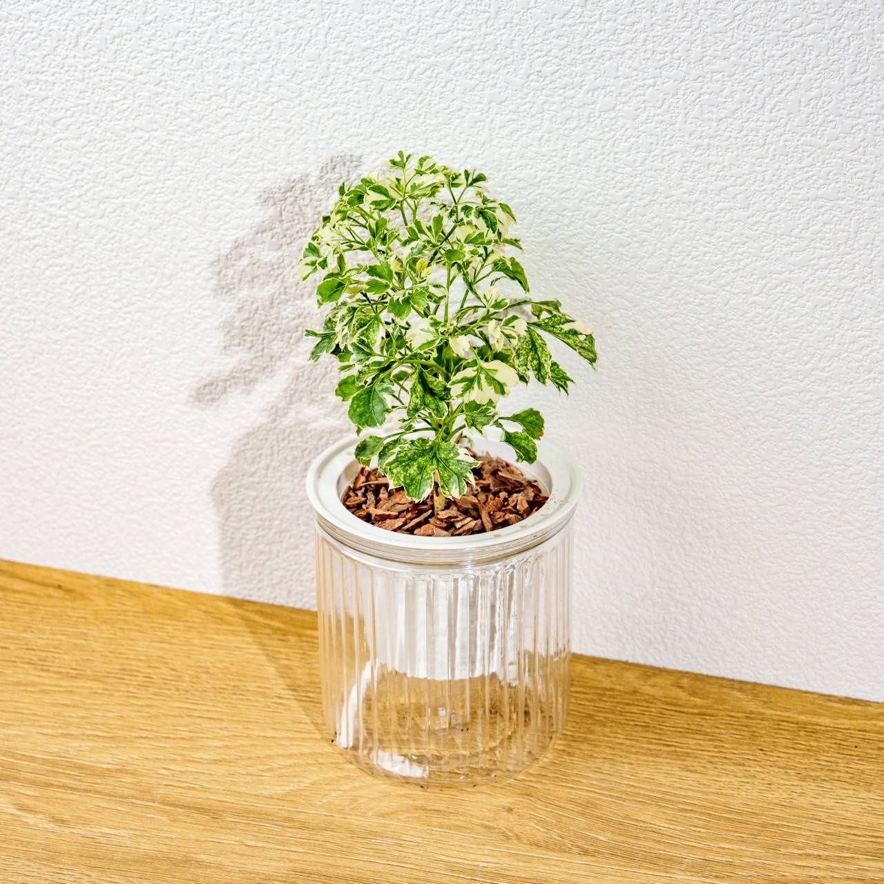 花葉福祿桐 免澆水盆栽 室內植物 觀葉植物 禮物 盆栽 辦公室小物 懶人盆栽