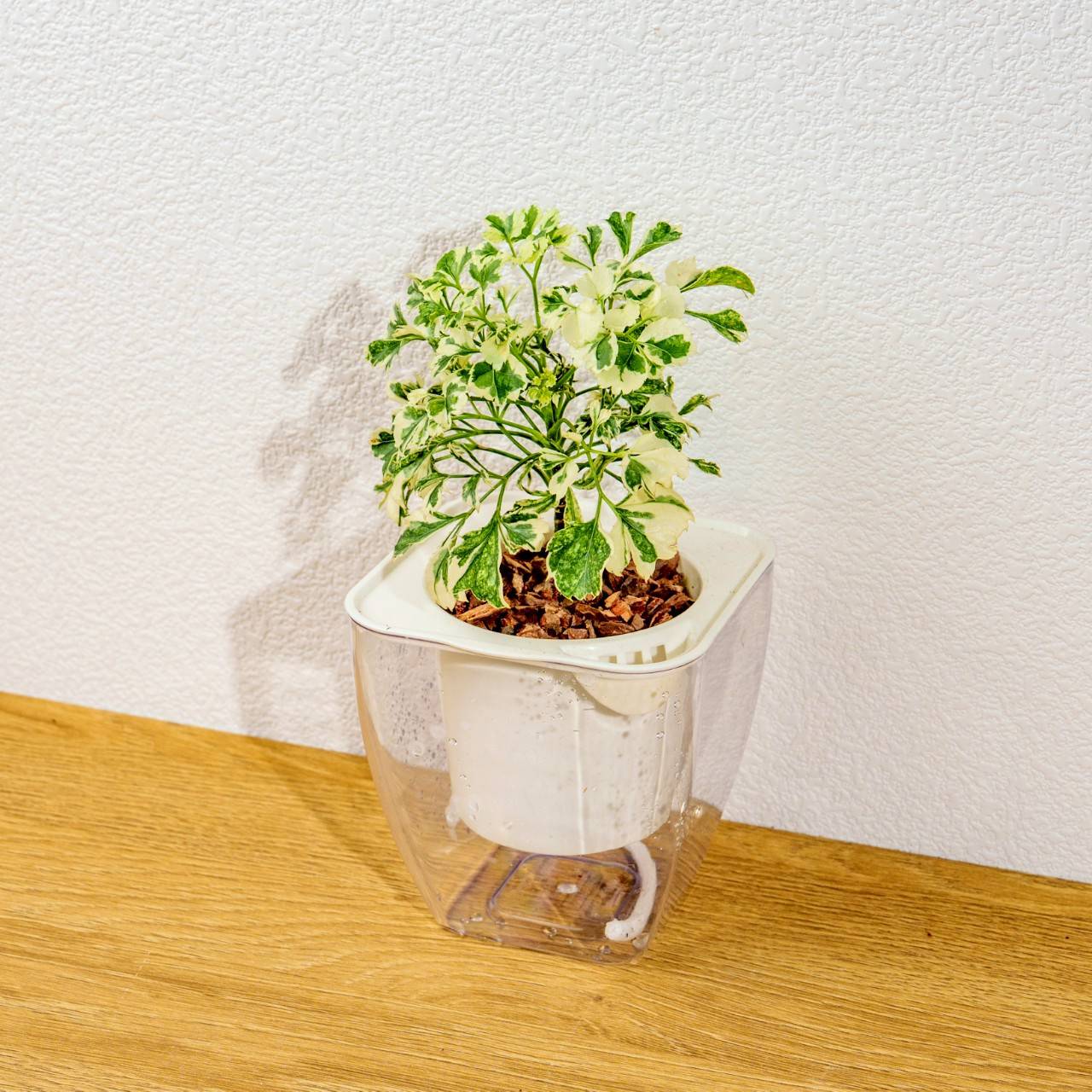 花葉福祿桐 免澆水方形盆栽 室內植物 觀葉植物 禮物 盆栽 辦公室小物 懶人盆栽