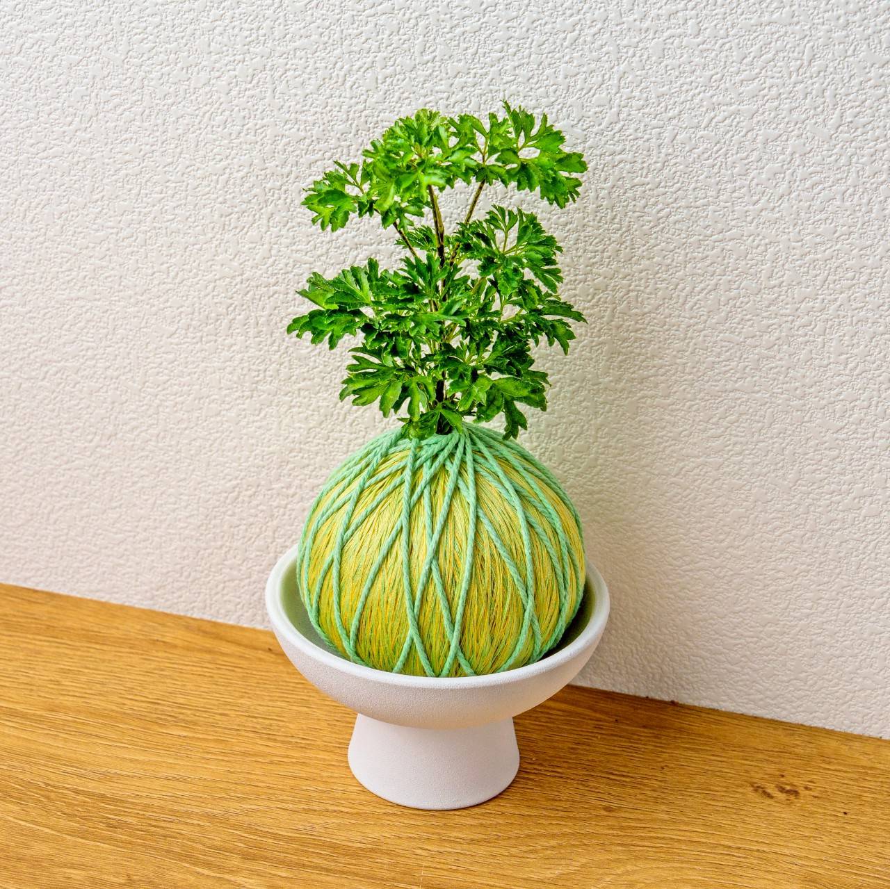 苔球植物 羽葉福祿桐粉綠苔球加磨砂高腳缽 苔球 苔玉 禮物 送禮 桌上盆栽