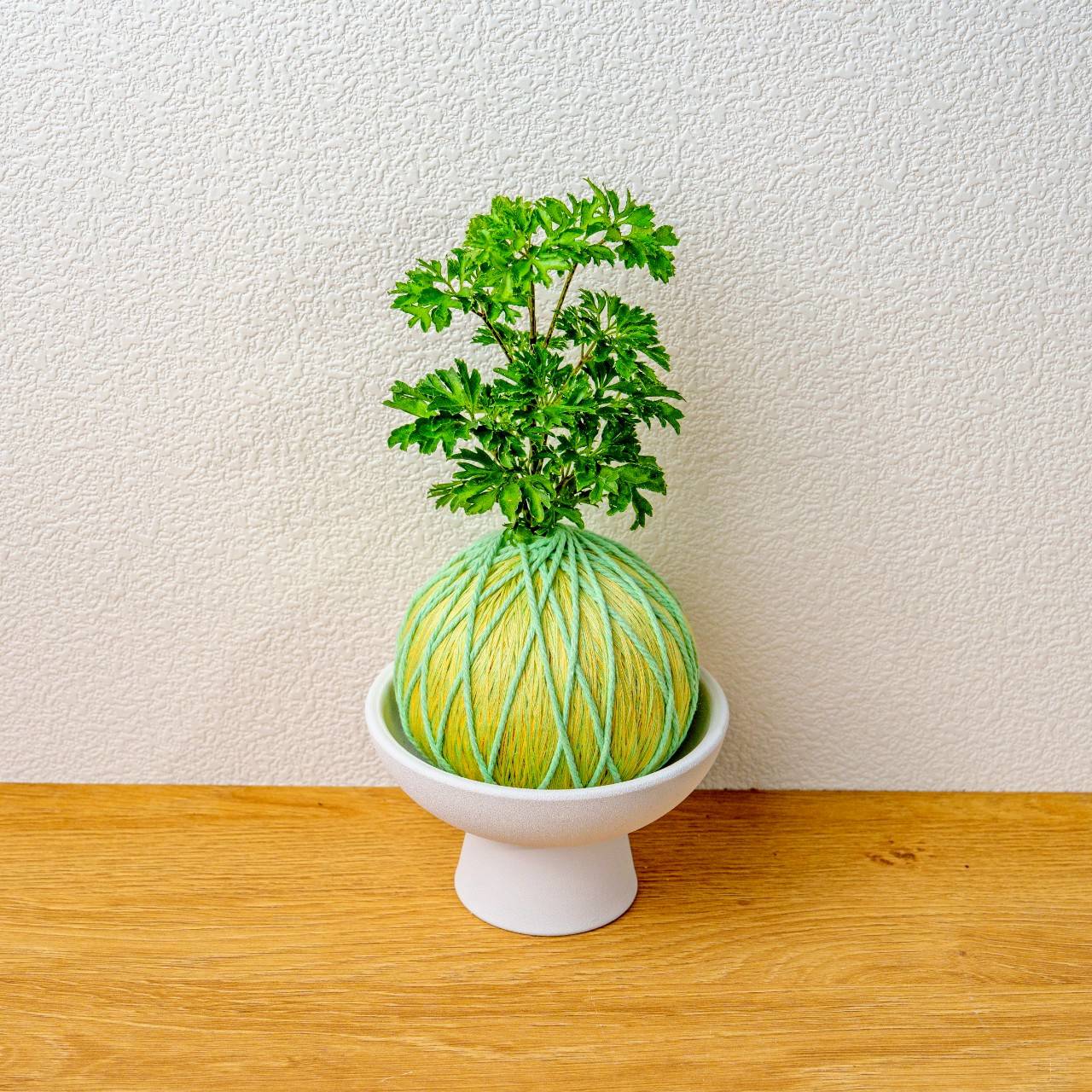苔球植物 羽葉福祿桐粉綠苔球加磨砂高腳缽 苔球 苔玉 禮物 送禮 桌上盆栽