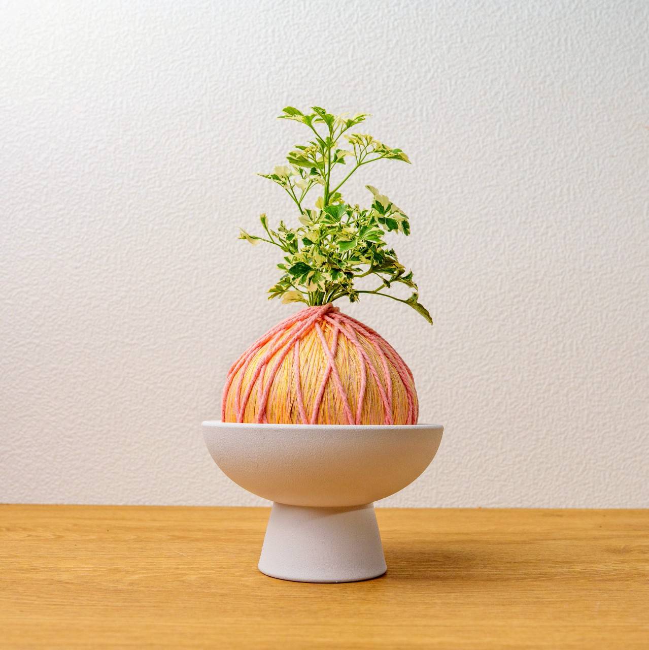 苔球植物 花葉福祿桐粉黃苔球加磨砂高腳缽 苔球 苔玉 禮物 送禮 桌上盆栽