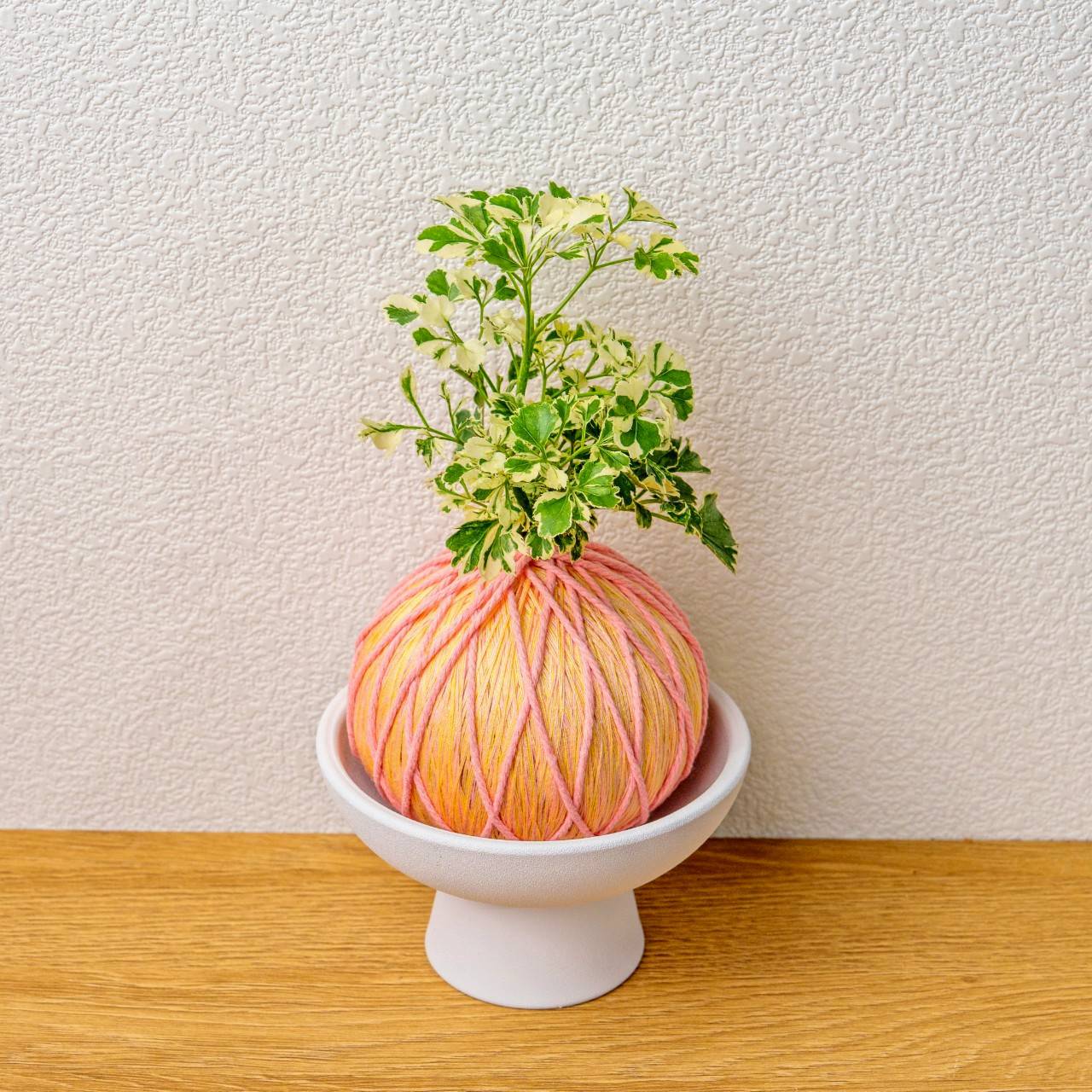 苔球植物 花葉福祿桐粉黃苔球加磨砂高腳缽 苔球 苔玉 禮物 送禮 桌上盆栽