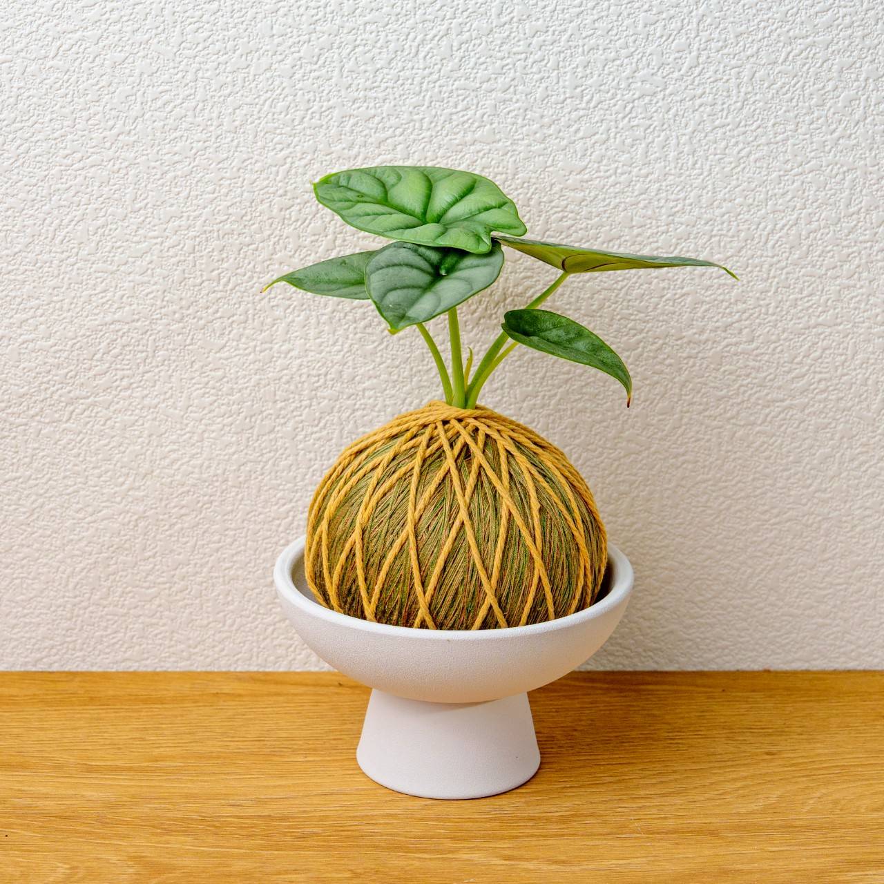 苔球植物 銀龍觀音蓮咖啡綠苔球加磨砂高腳缽 苔球 苔玉 禮物 送禮 桌上盆栽