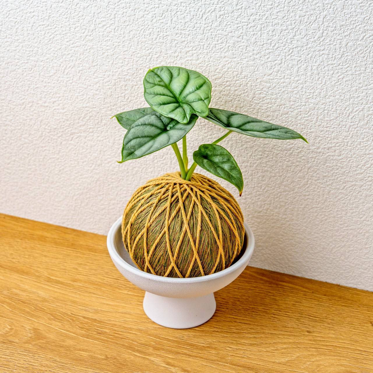 苔球植物 銀龍觀音蓮咖啡綠苔球加磨砂高腳缽 苔球 苔玉 禮物 送禮 桌上盆栽