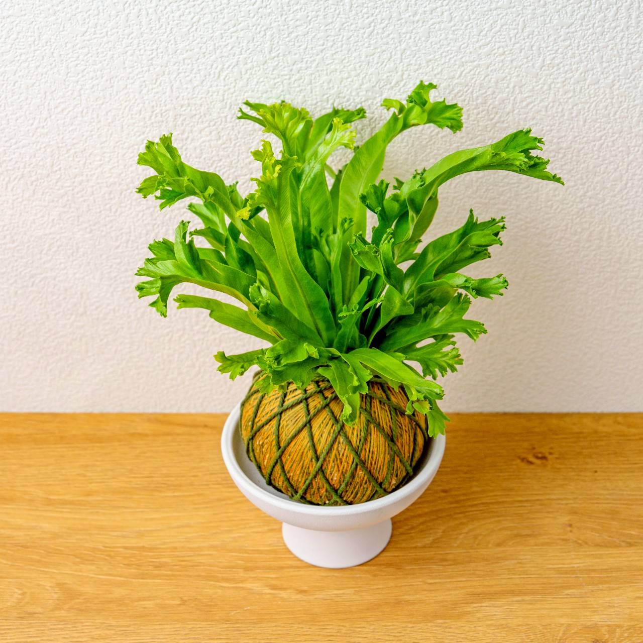 苔球植物 鹿角山蘇咖啡綠苔球加磨砂高腳缽 苔球 苔玉 禮物 送禮 桌上盆栽