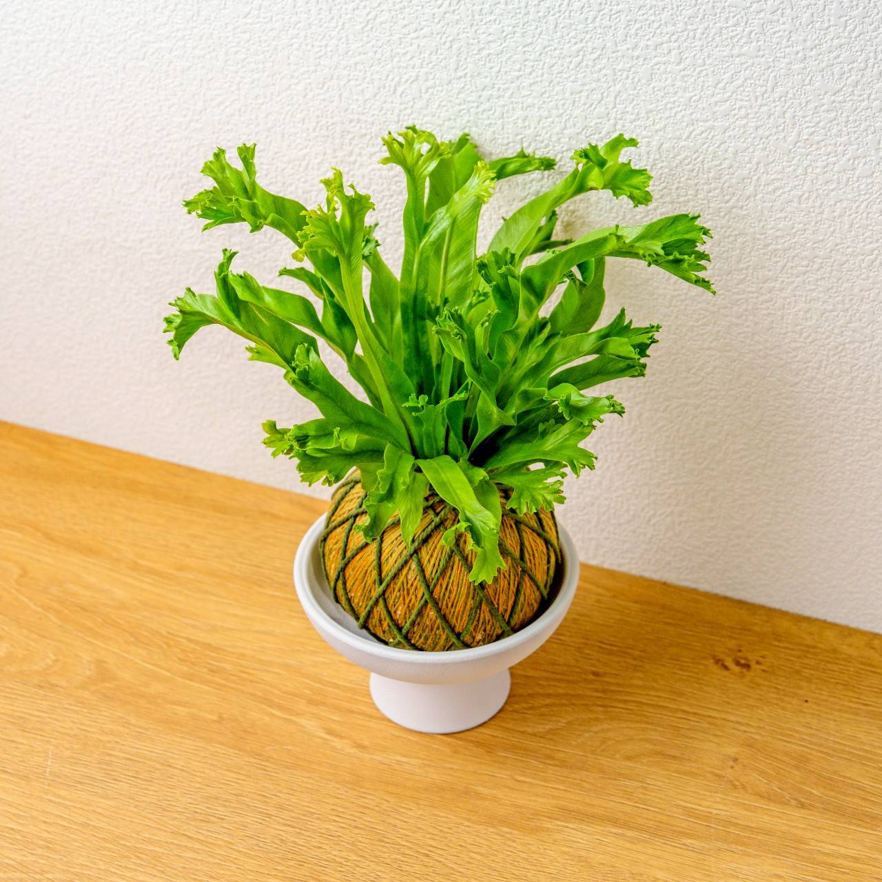苔球植物 鹿角山蘇咖啡綠苔球加磨砂高腳缽 苔球 苔玉 禮物 送禮 桌上盆栽