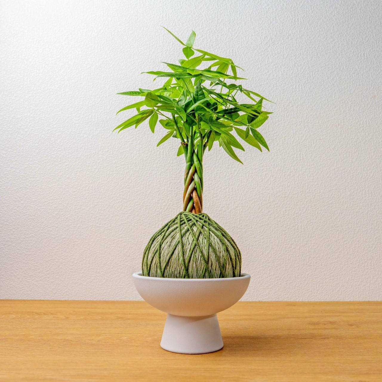 苔球植物 馬拉巴栗墨綠苔球加磨砂高腳缽 苔球 苔玉 禮物 送禮 桌上盆栽