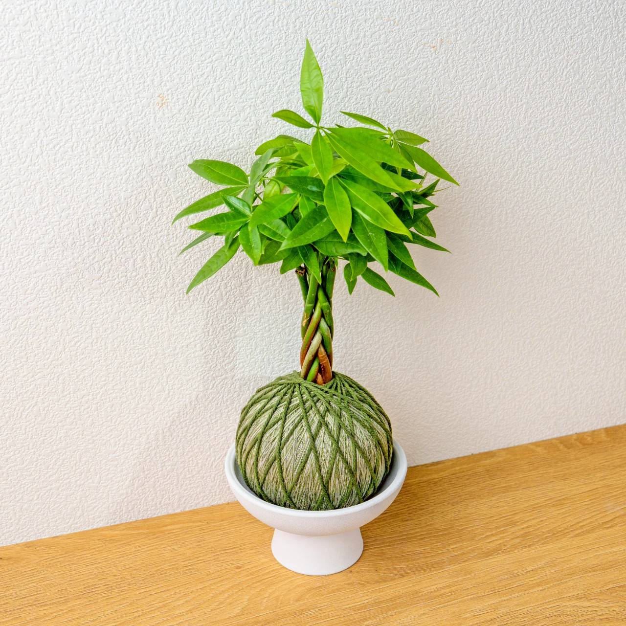 苔球植物 馬拉巴栗墨綠苔球加磨砂高腳缽 苔球 苔玉 禮物 送禮 桌上盆栽