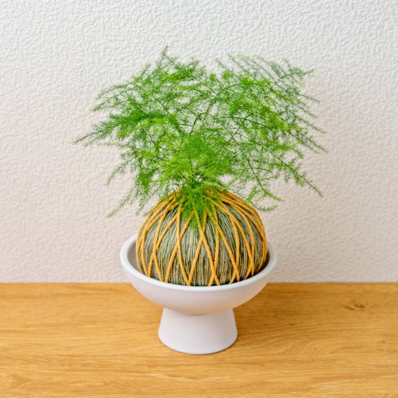 苔球植物 文竹墨綠苔球加磨砂高腳缽 苔球 苔玉 禮物 送禮 桌上盆栽