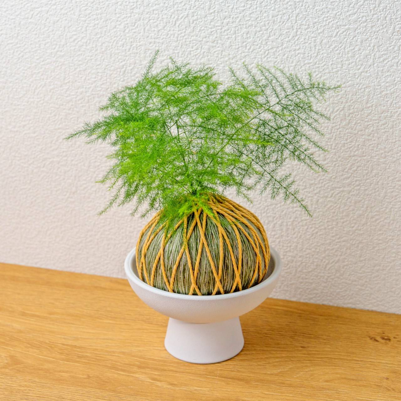 苔球植物 文竹墨綠苔球加磨砂高腳缽 苔球 苔玉 禮物 送禮 桌上盆栽