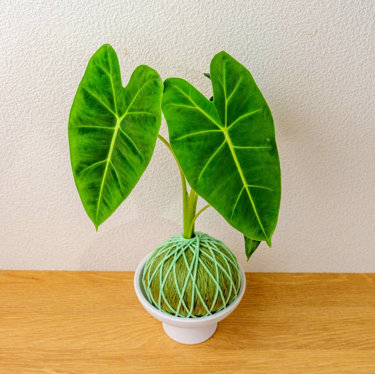 苔球植物 絨葉觀音蓮純綠苔球加磨砂高腳缽 苔球 苔玉 禮物 送禮 桌上盆栽