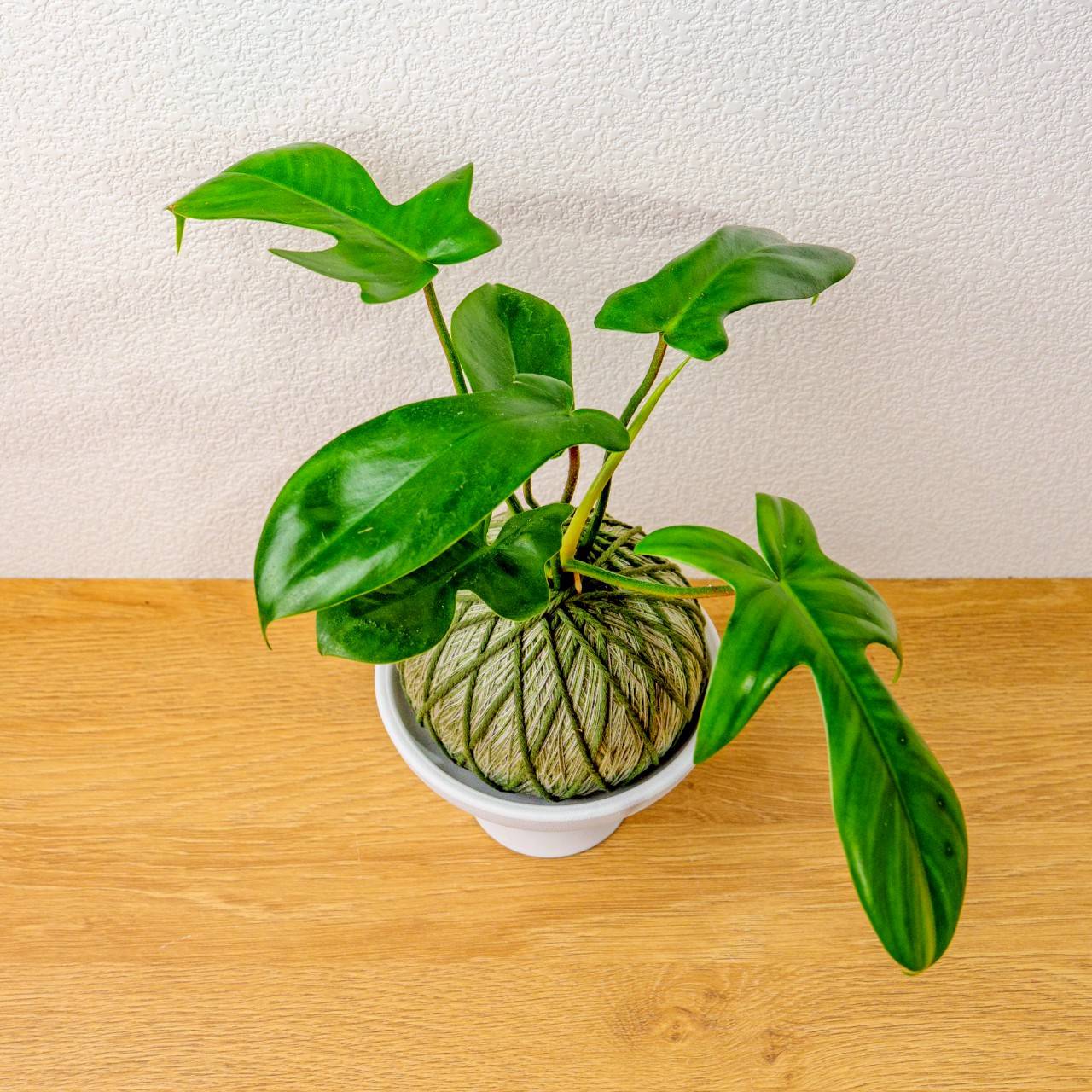 苔球植物 龍爪蔓綠絨墨綠苔球加磨砂高腳缽 苔球 苔玉 禮物 送禮 桌上盆栽