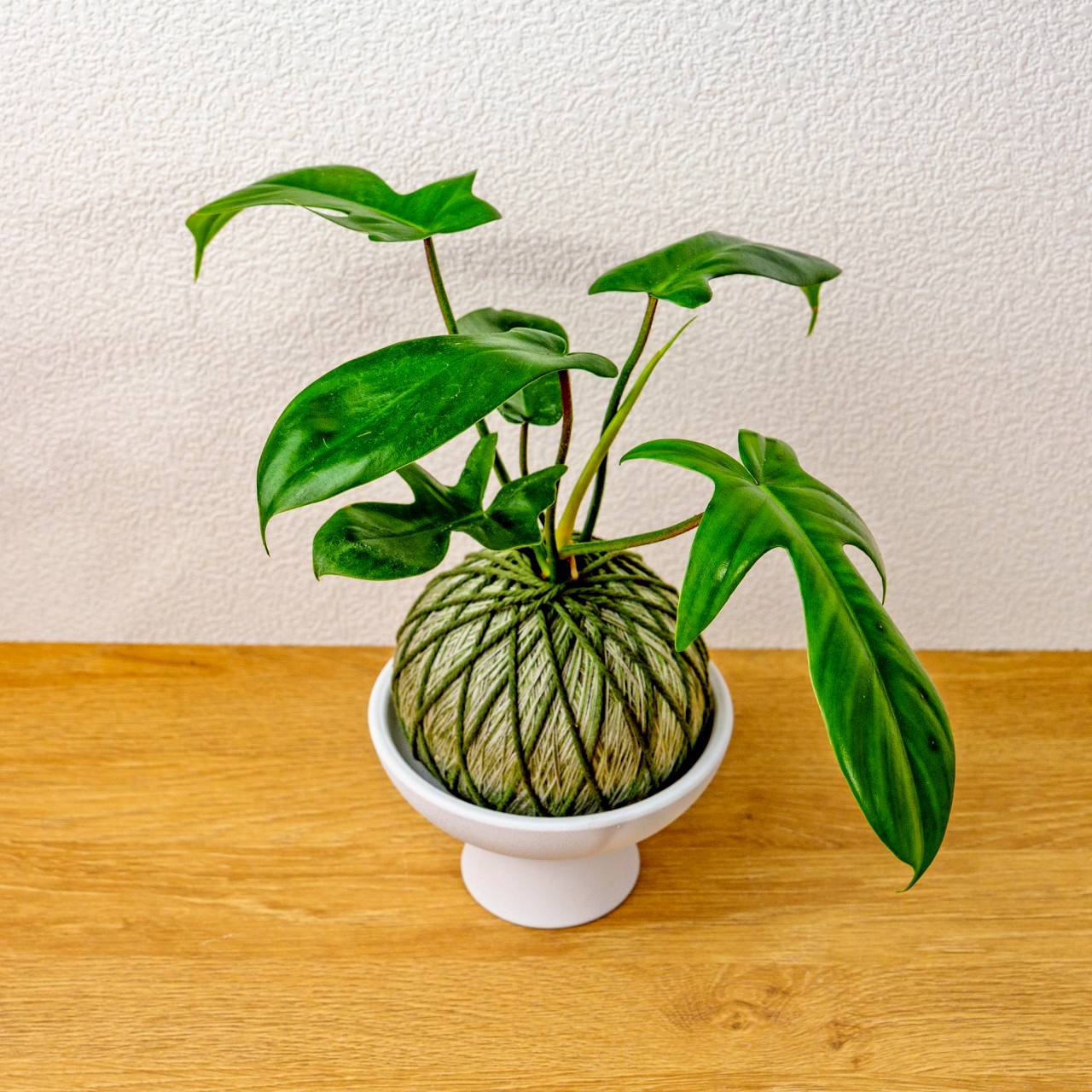 苔球植物 龍爪蔓綠絨墨綠苔球加磨砂高腳缽 苔球 苔玉 禮物 送禮 桌上盆栽