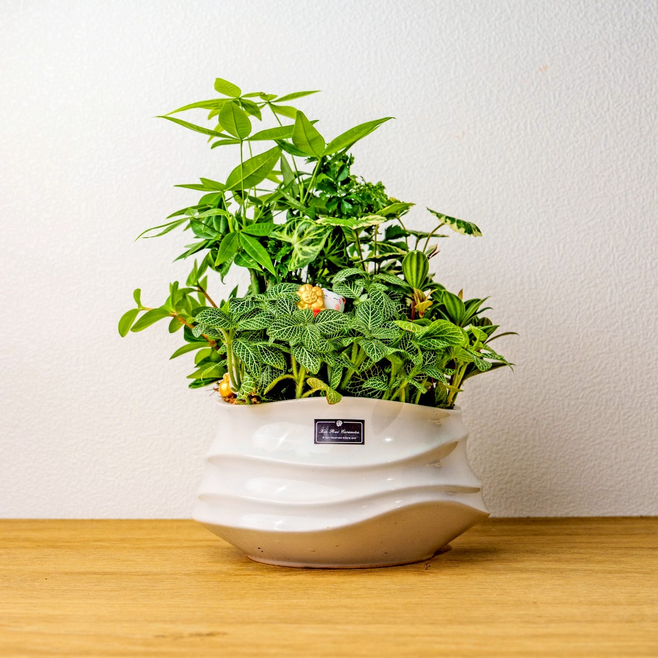 綠意盎然觀葉組合盆栽 小波浪圓陶盆白色 開幕花盆 觀葉植物 居家裝飾 送禮