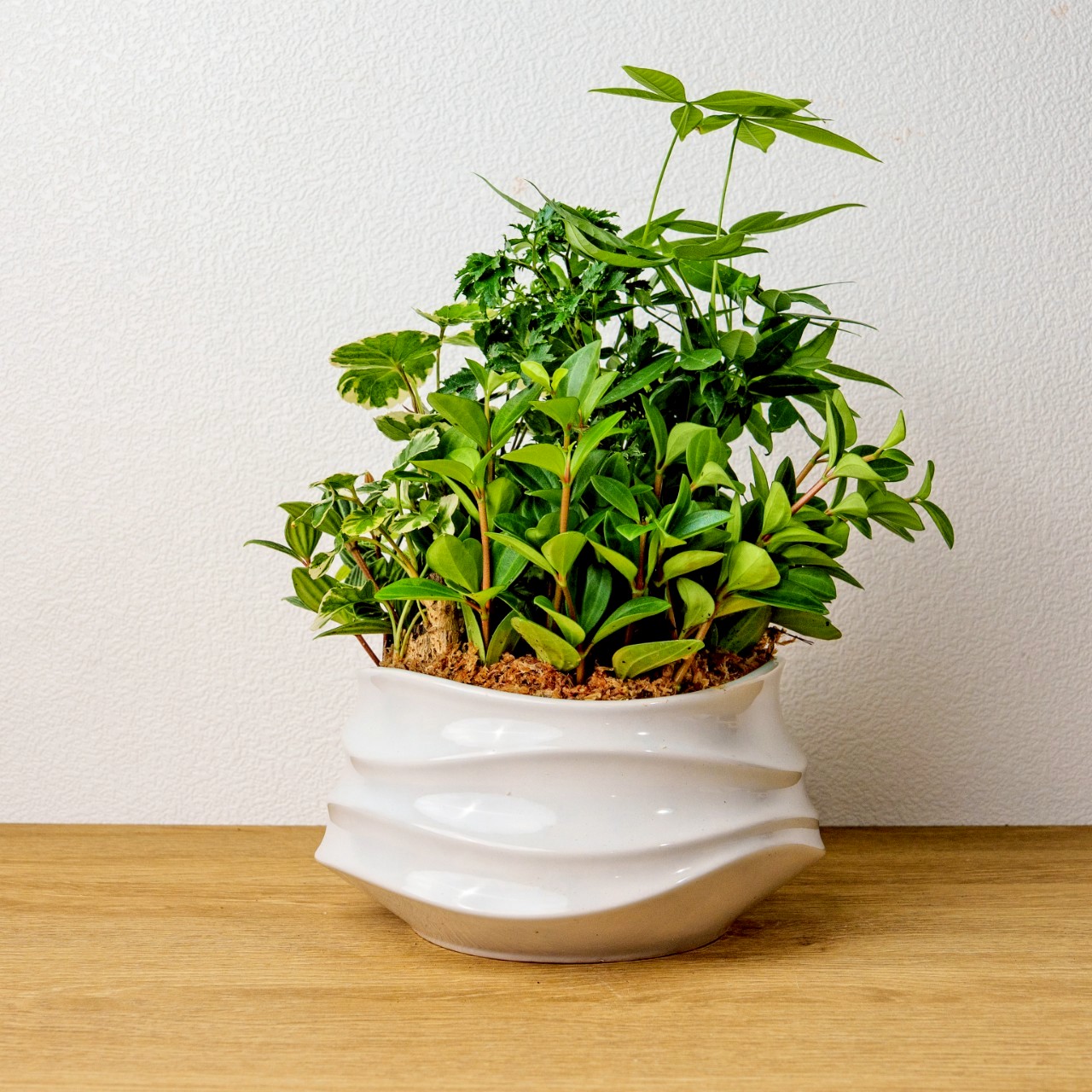 長方馬槽 紫砂鉢 盆栽鉢 植木鉢 小品盆栽鉢 大品盆栽鉢