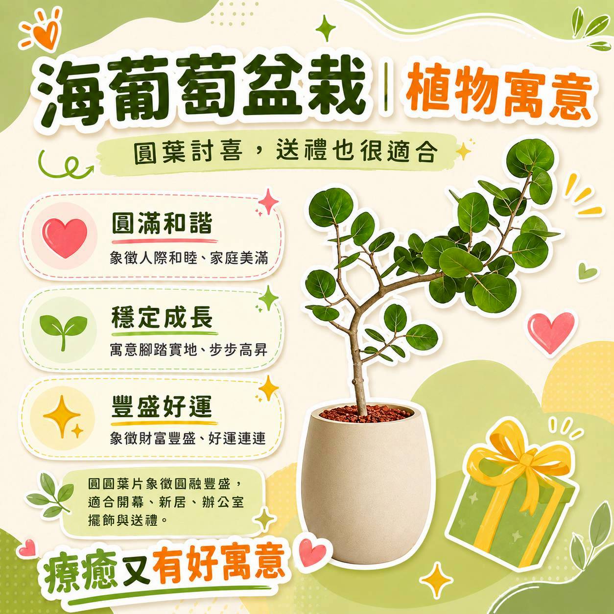 海葡萄 黃圓弧盆栽 開幕盆栽推薦 落地盆栽 送禮