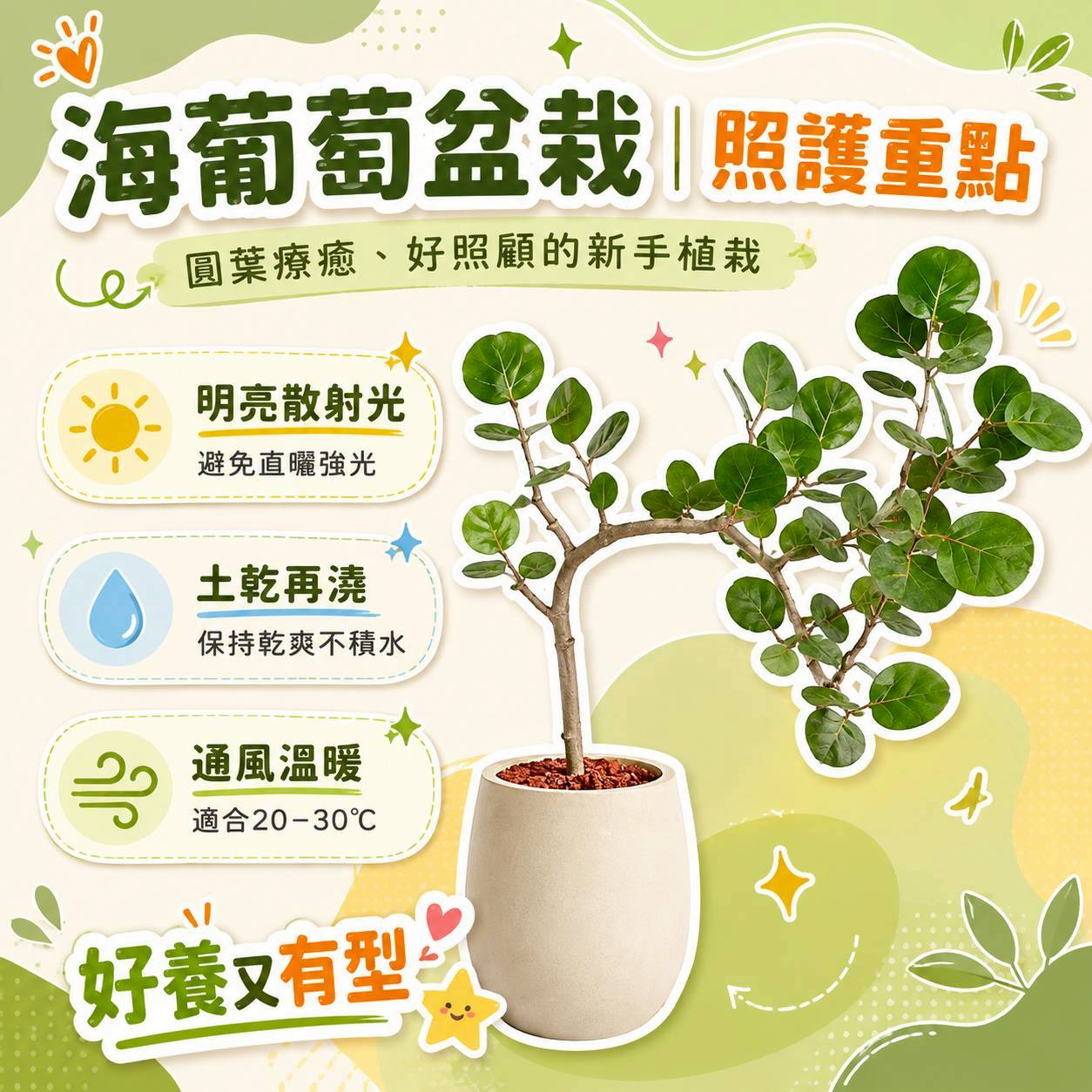 海葡萄 黃圓弧盆栽 開幕盆栽推薦 落地盆栽 送禮