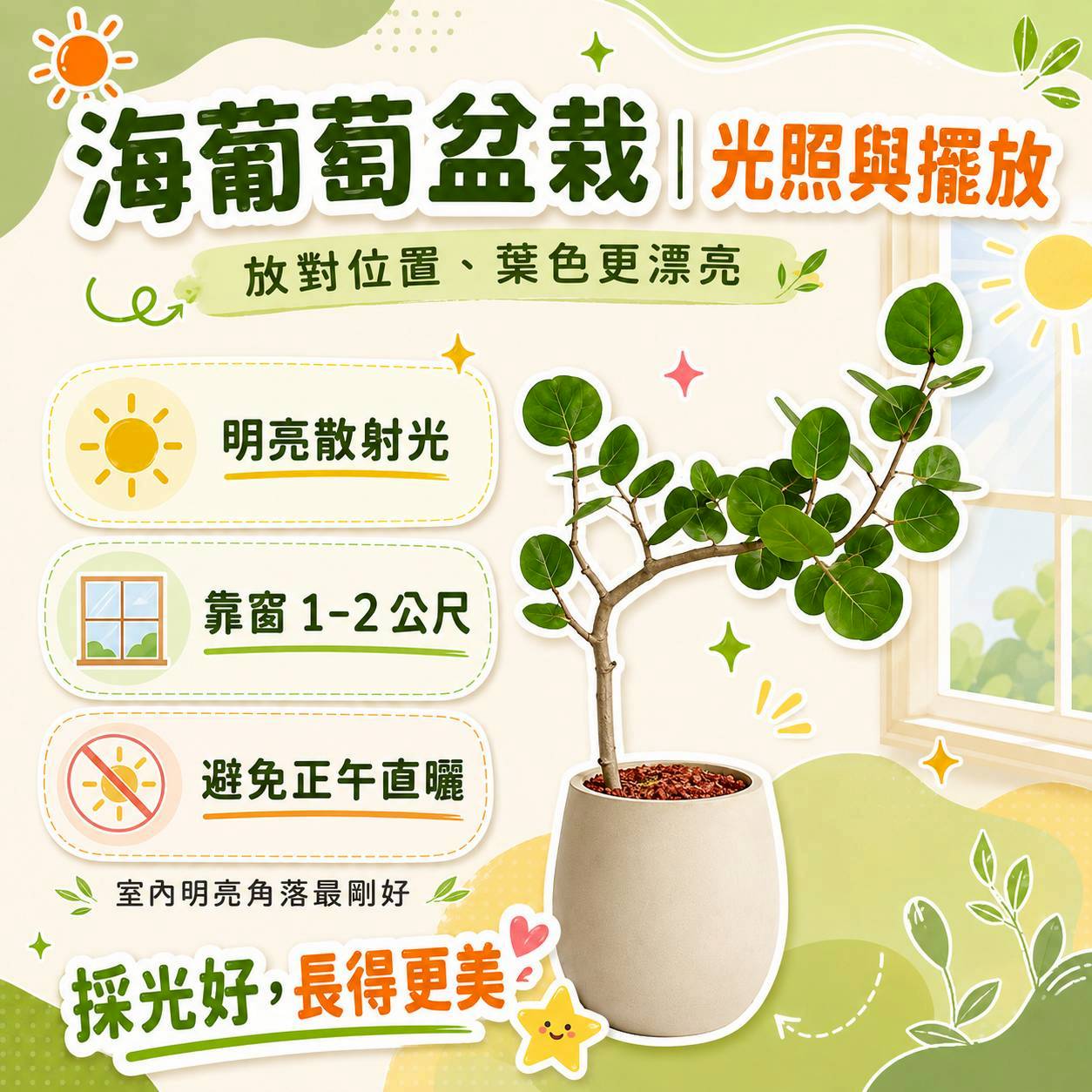 海葡萄 黃圓弧盆栽 開幕盆栽推薦 落地盆栽 送禮