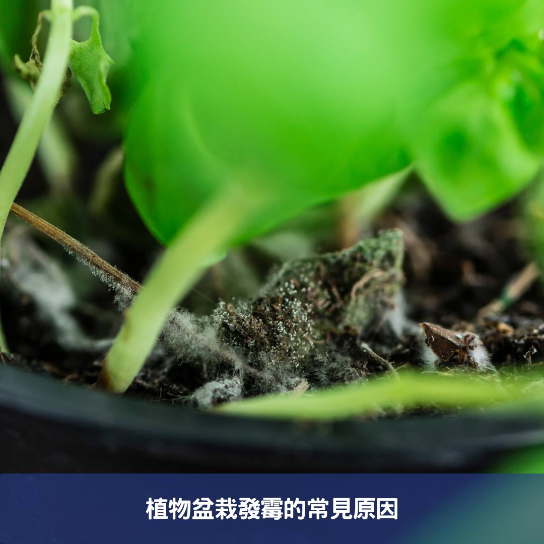 植物盆栽發霉的常見原因
