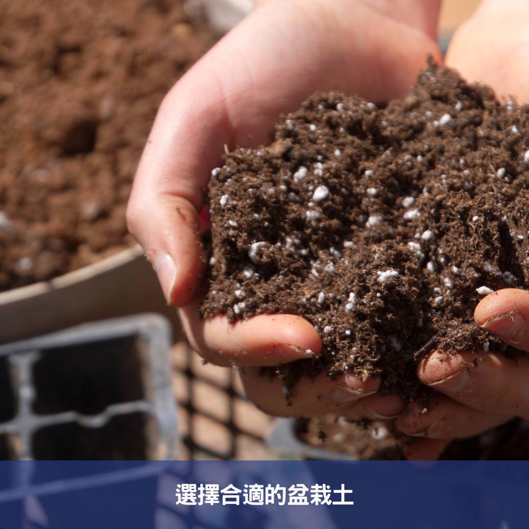 選擇合適的盆栽土