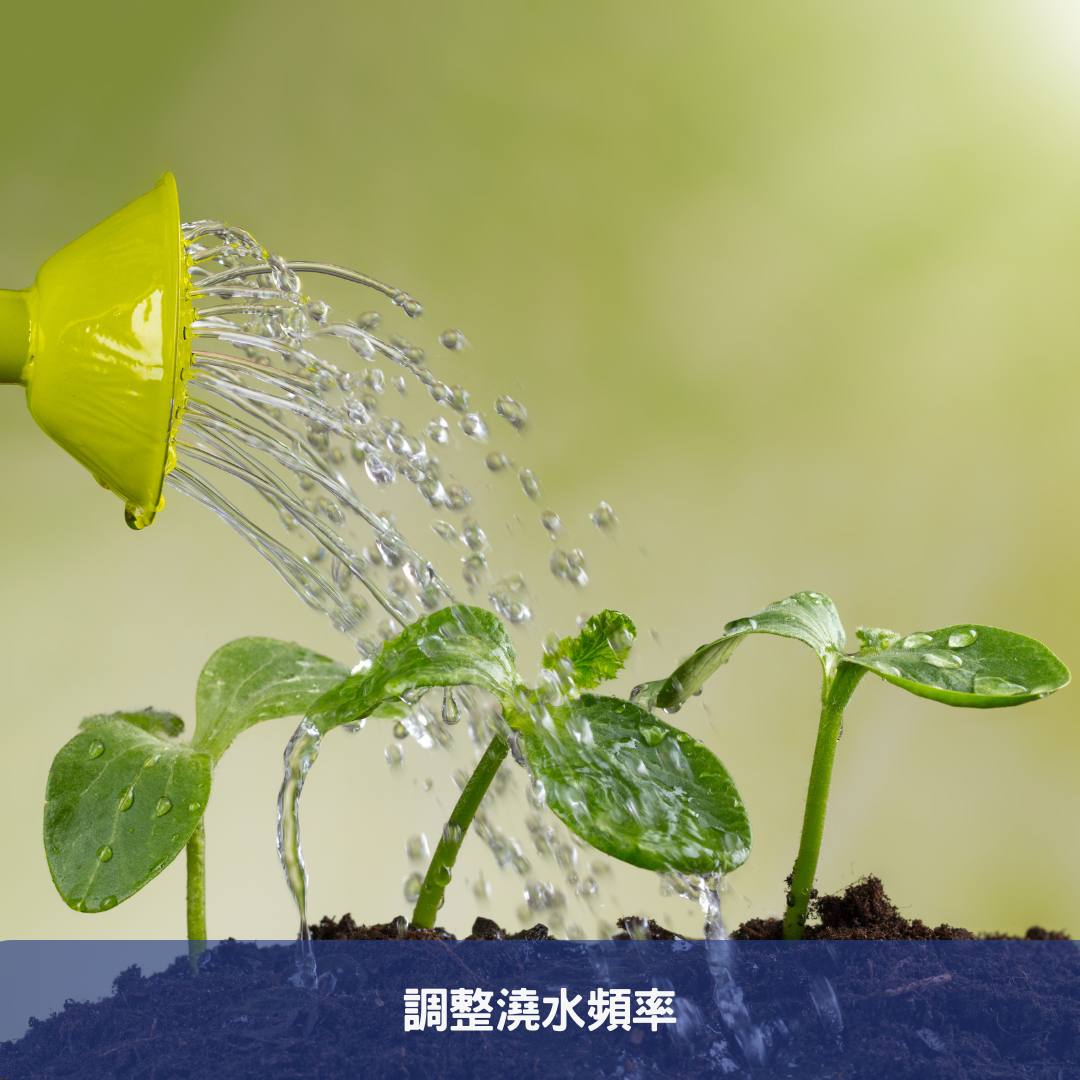 調整澆水頻率