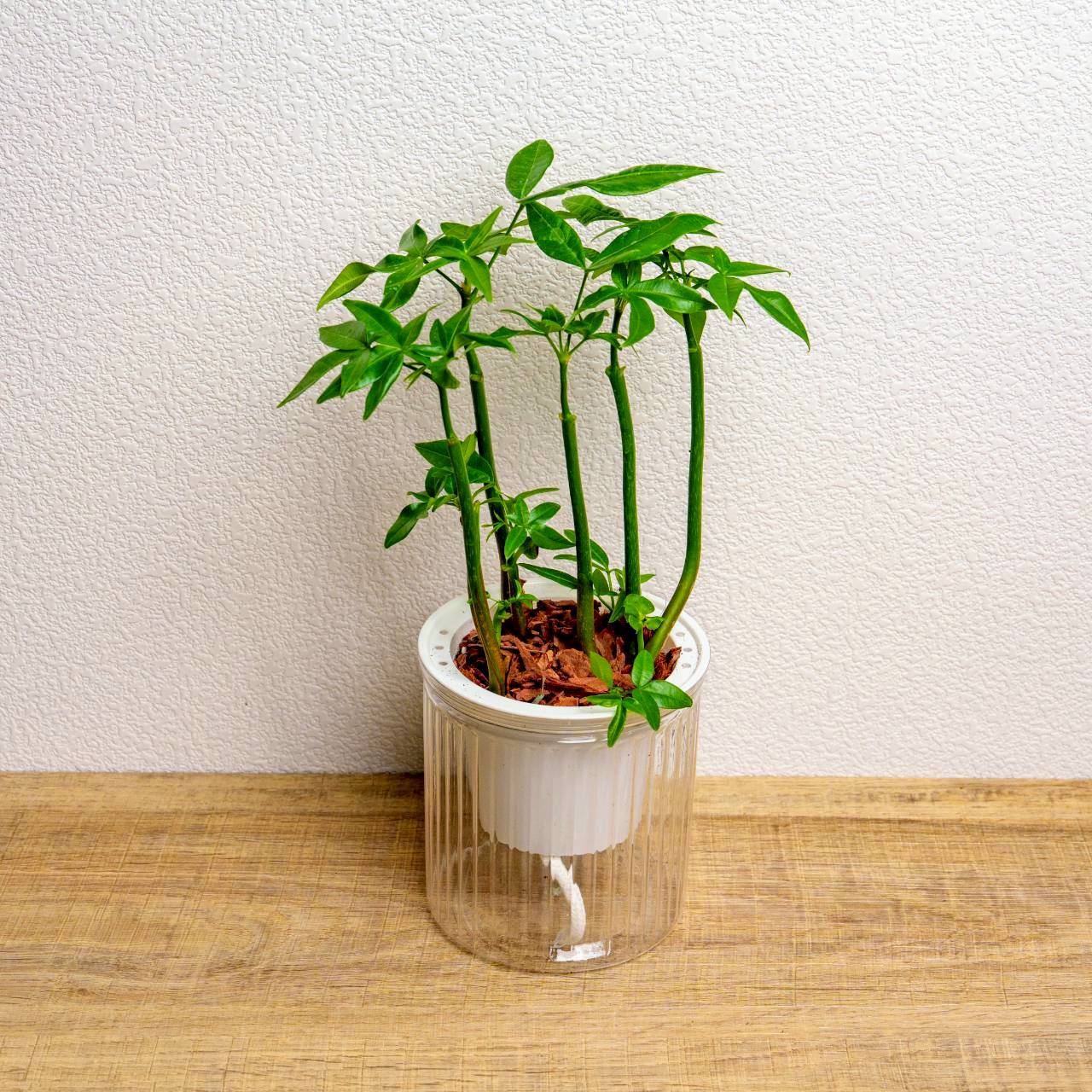 多枝馬拉巴栗 免澆水盆栽 室內植物 觀葉植物 禮物 盆栽 辦公室小物 懶人盆栽