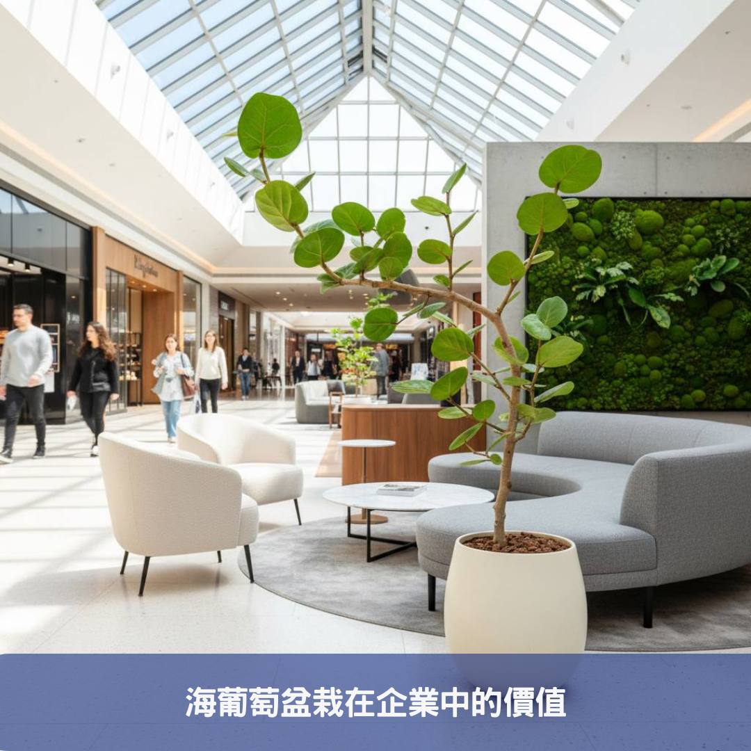 海葡萄盆栽:您的商業空間綠化首選,十個提升質感的擺放提案