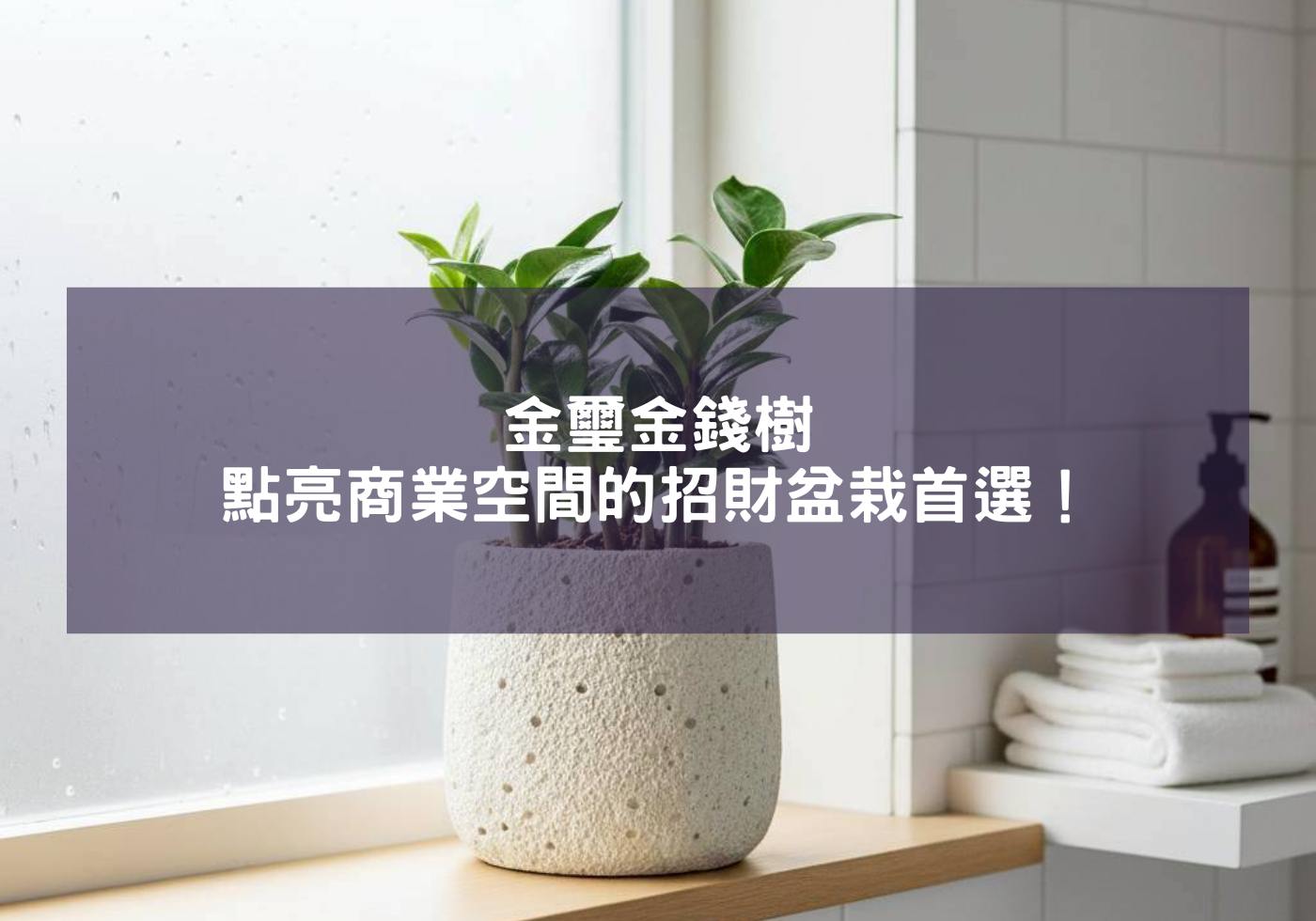 金璽金錢樹-點亮商業空間的招財盆栽首選！