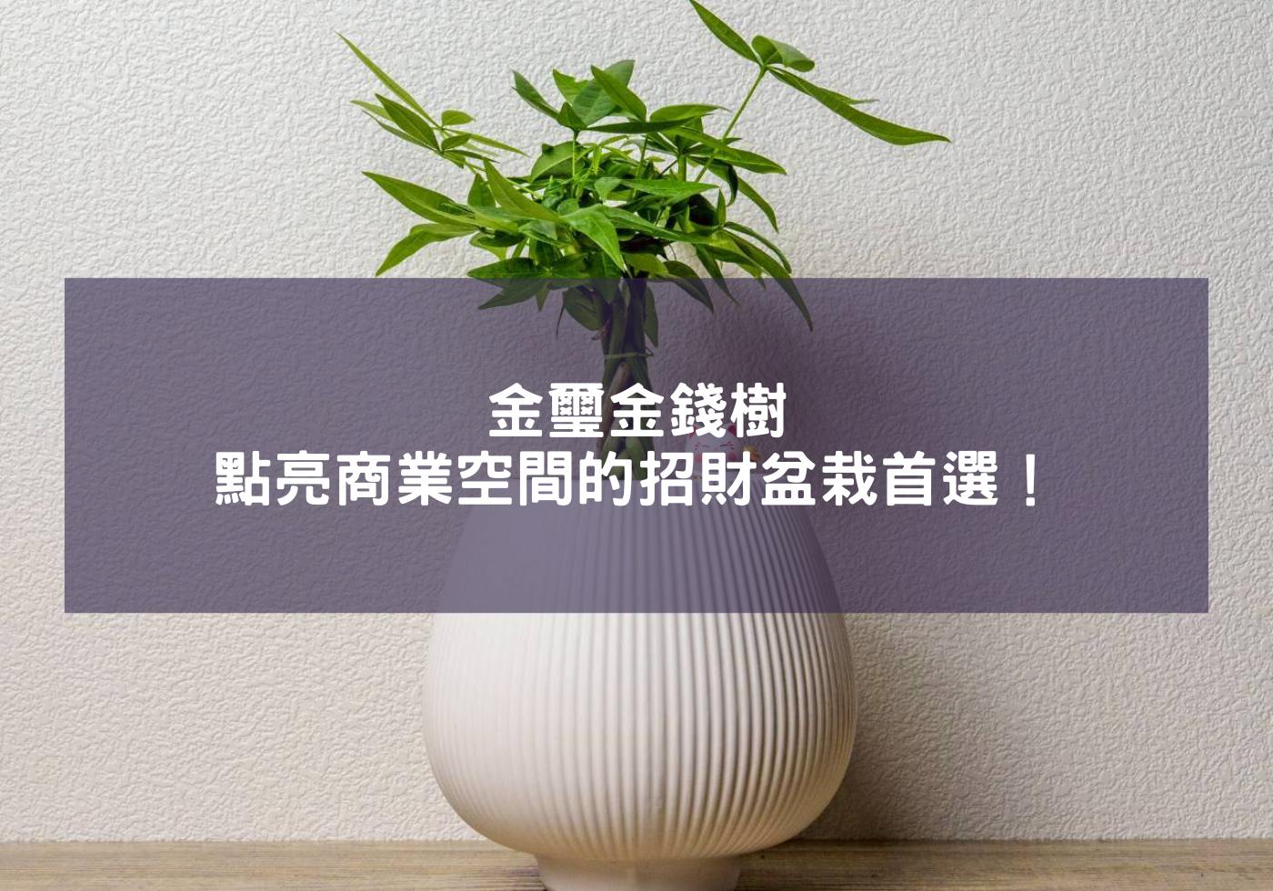 辦公室的綠色金庫-馬拉巴栗，開幕送禮、招財盆栽首選推薦