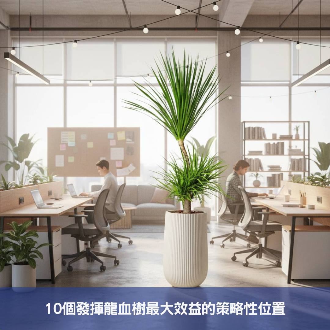 龍血樹如何為您的企業形象加分
