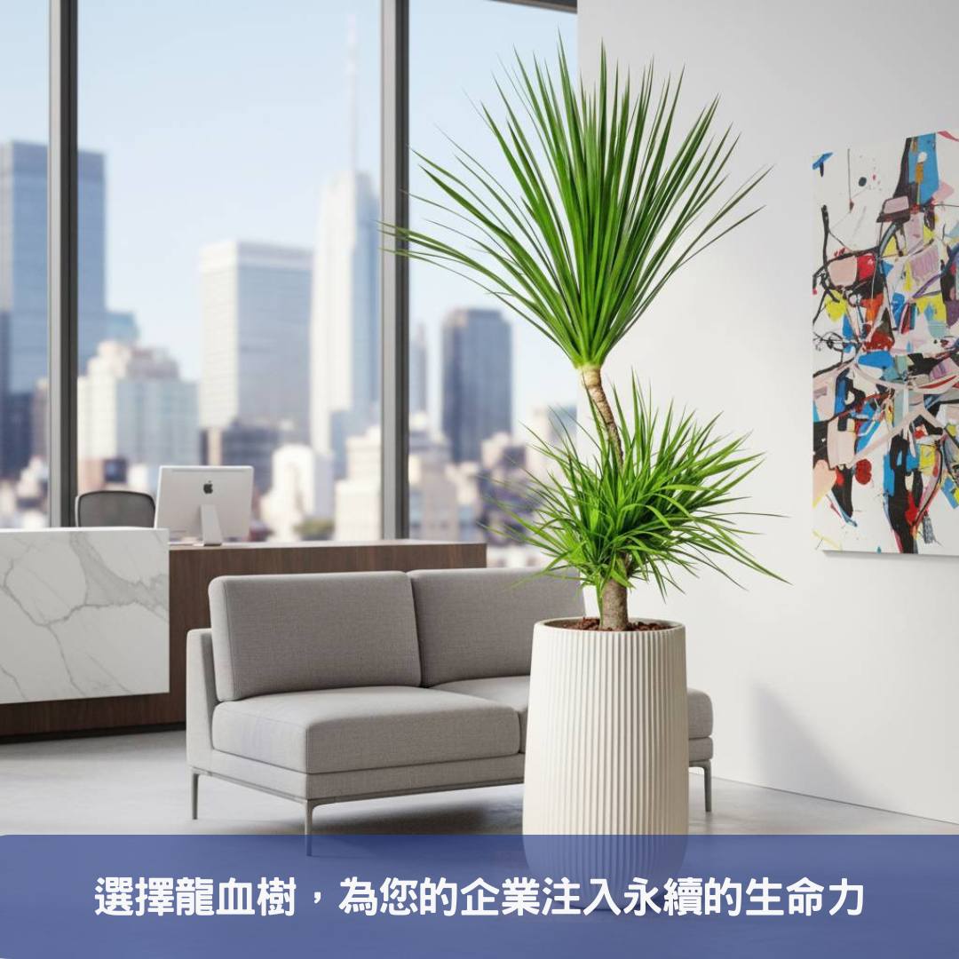龍血樹如何為您的企業形象加分