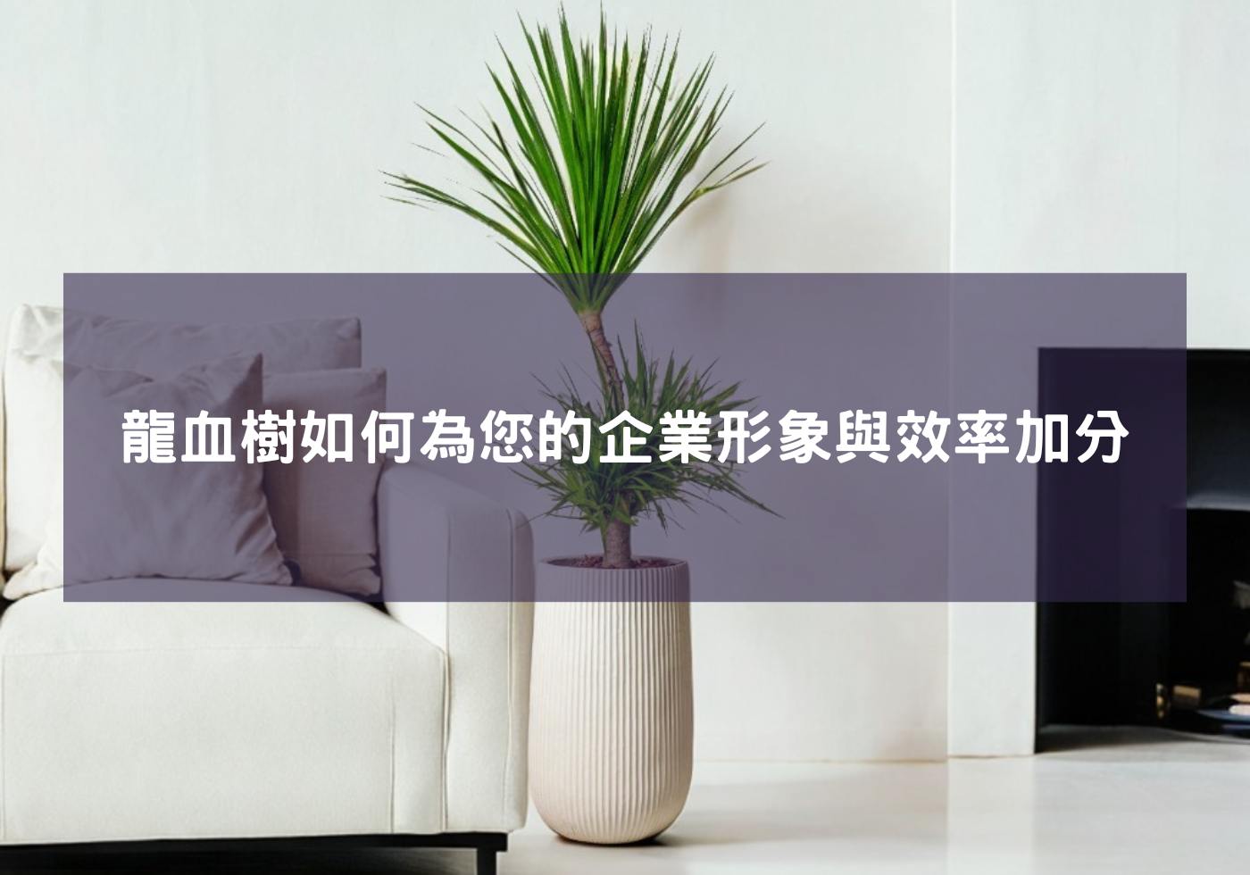 閱讀更多文章 龍血樹如何為您的企業形象加分